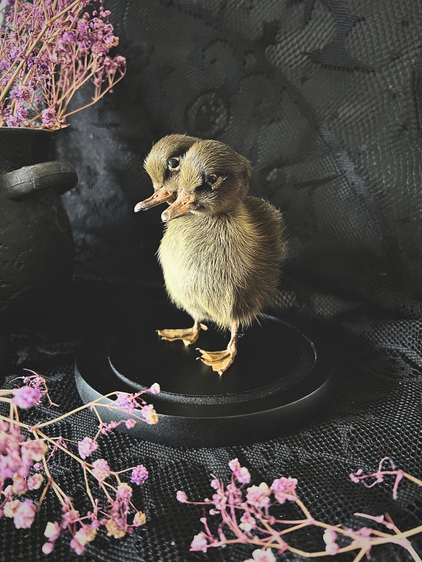 Two-Headed Taxidermy Brown Duckling in Glass Dome