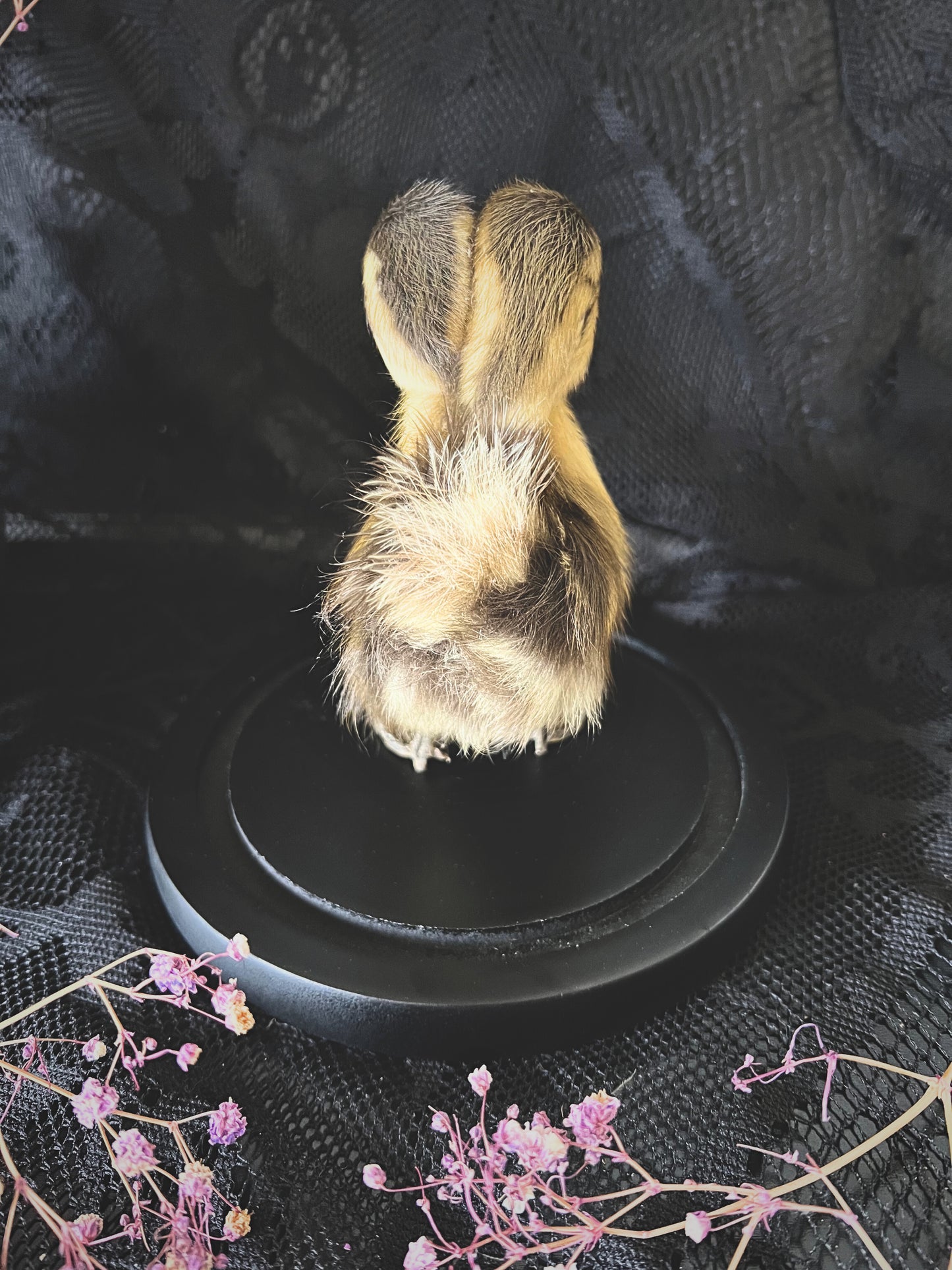 Two-Headed Taxidermy Striped Yellow & Brown Duckling in Glass Dome