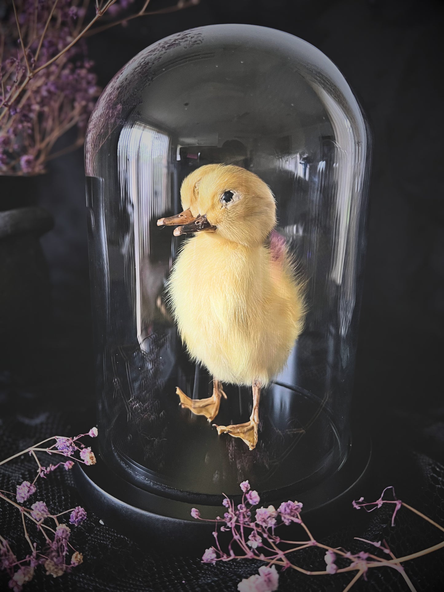 Two-Headed Taxidermy Yellow Duckling in Glass Dome