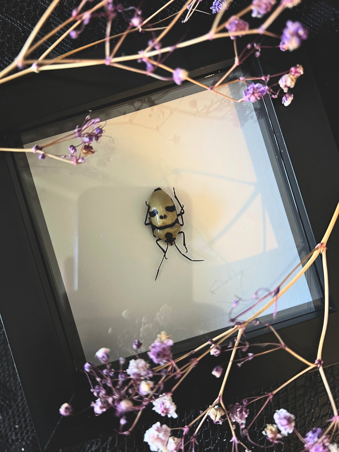 Death Head Bug (Eucorysses Grandis) in Shadow Box Frame