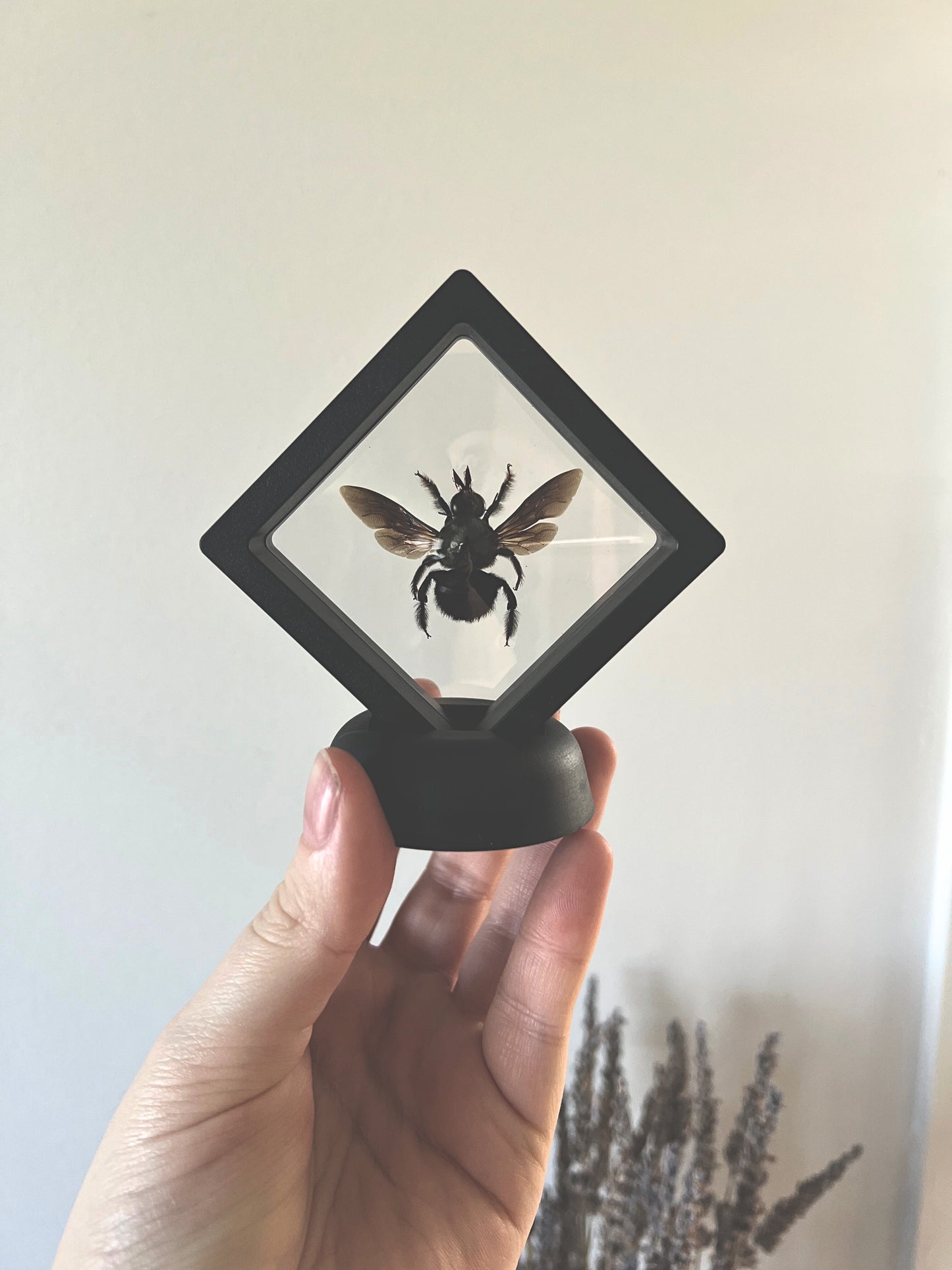Blue Carpenter Bee (Xylocopa Caerulea) in Display Case | Male