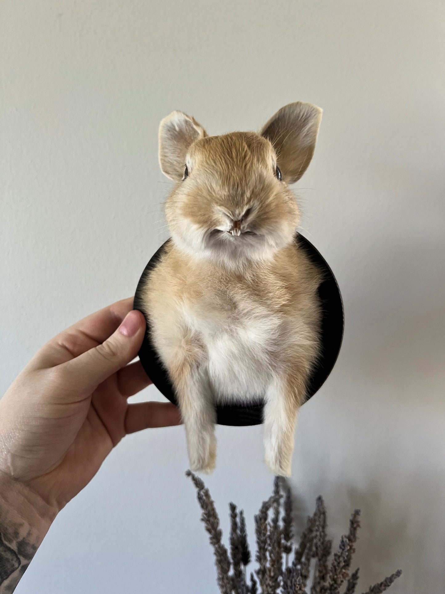 Taxidermy Bunny Head - Wall Plaque - Red & White