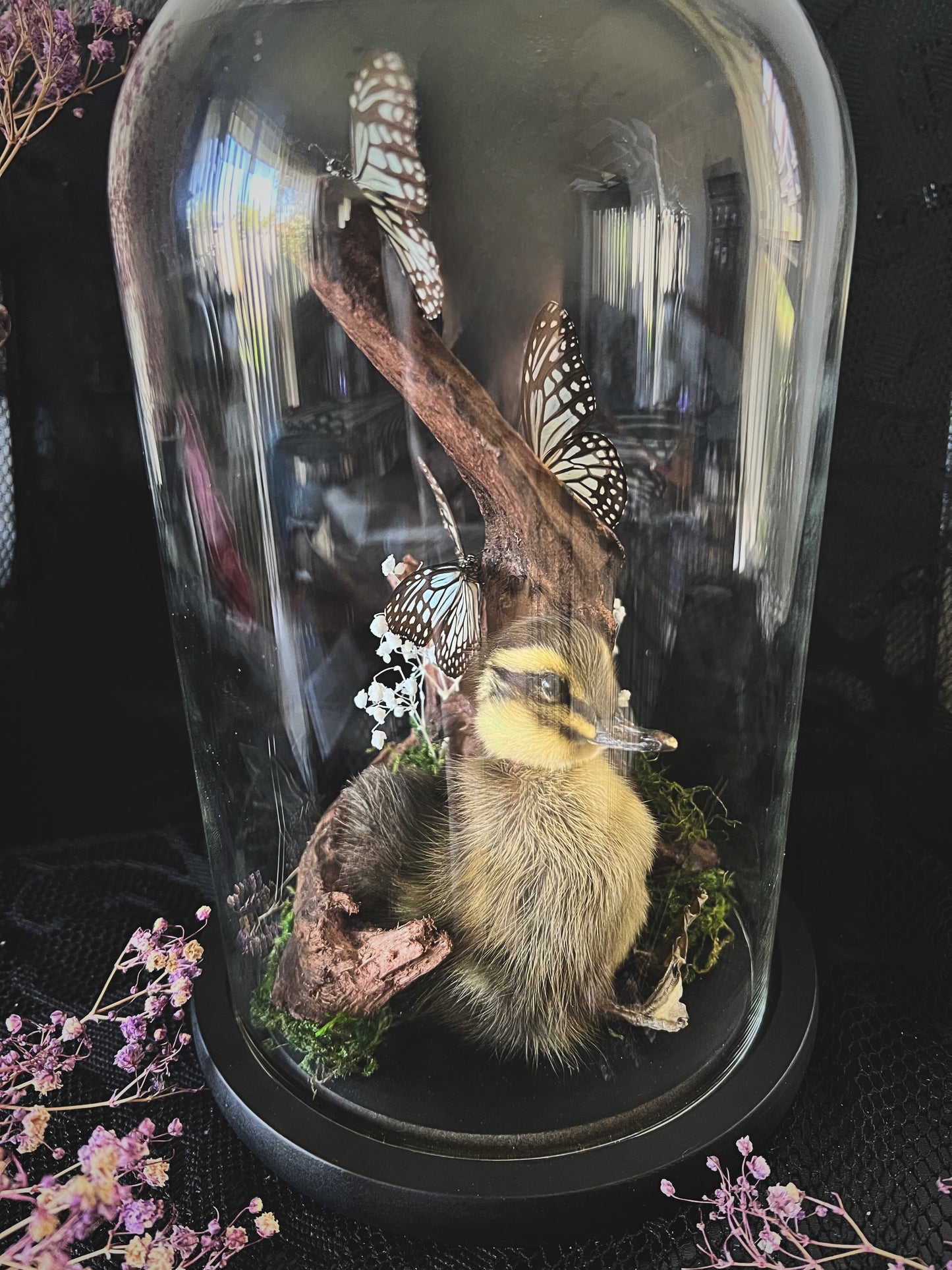 Taxidermy Striped Duckling & Blue Glassy Tiger Trio (Ideopsis Vulgaris) in Glass Dome