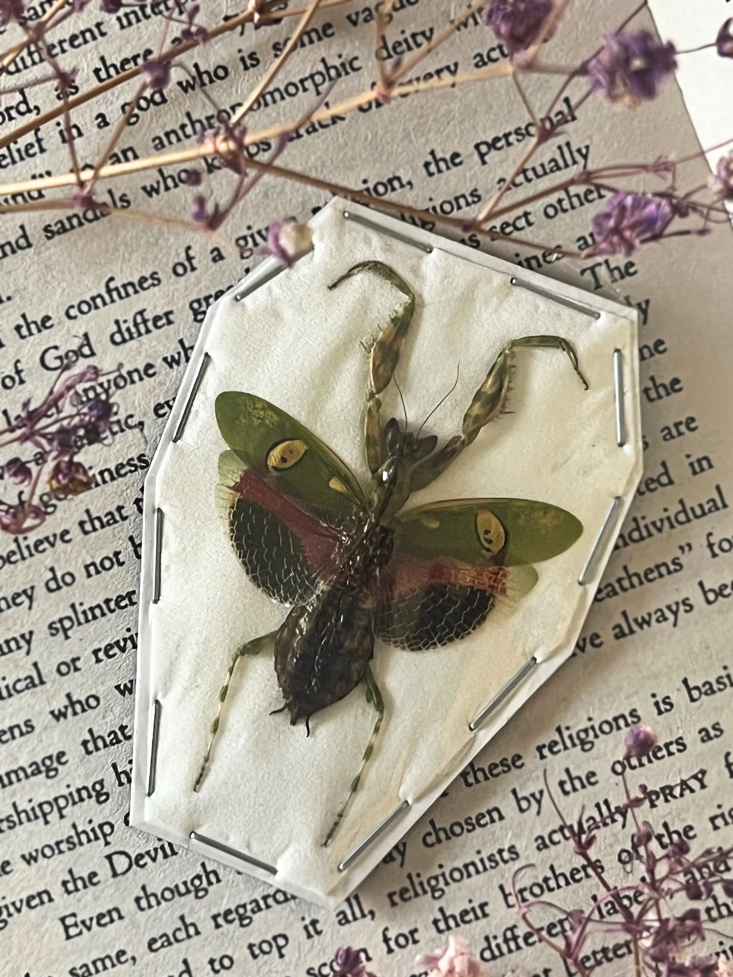 Orchid Praying Mantis (Creobroter Gemmatus) Undisplayed Spread Specimen