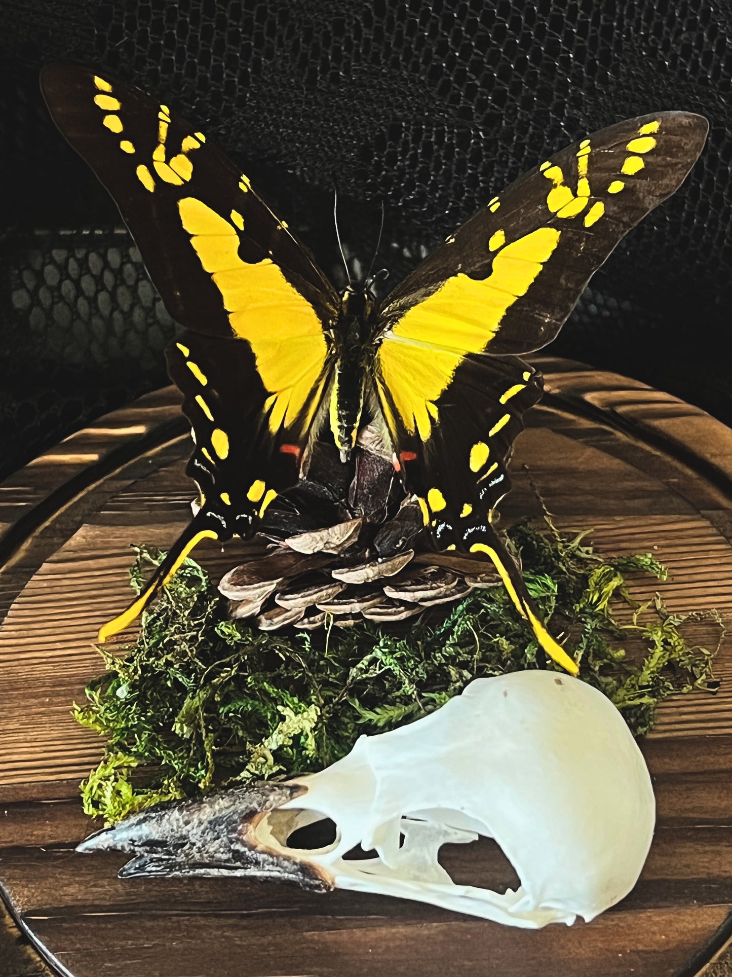 Orange Kite-Swallowtail Butterfly (Eurytides Thyastes) & Magpie Skull (Pica Pica) in Glass Dome