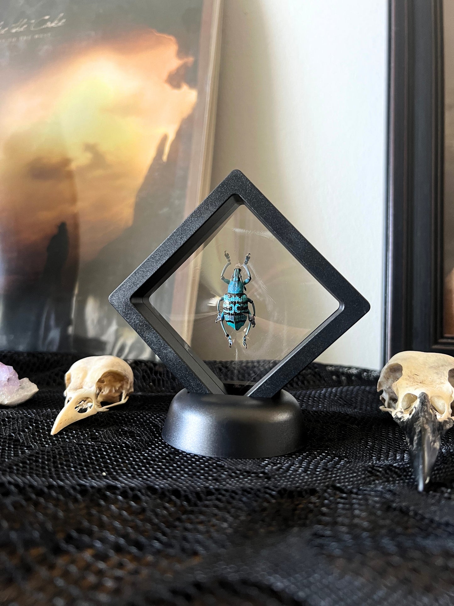 Turquoise Weevil Beetle (Eupholus Bortolussii) in Display Case