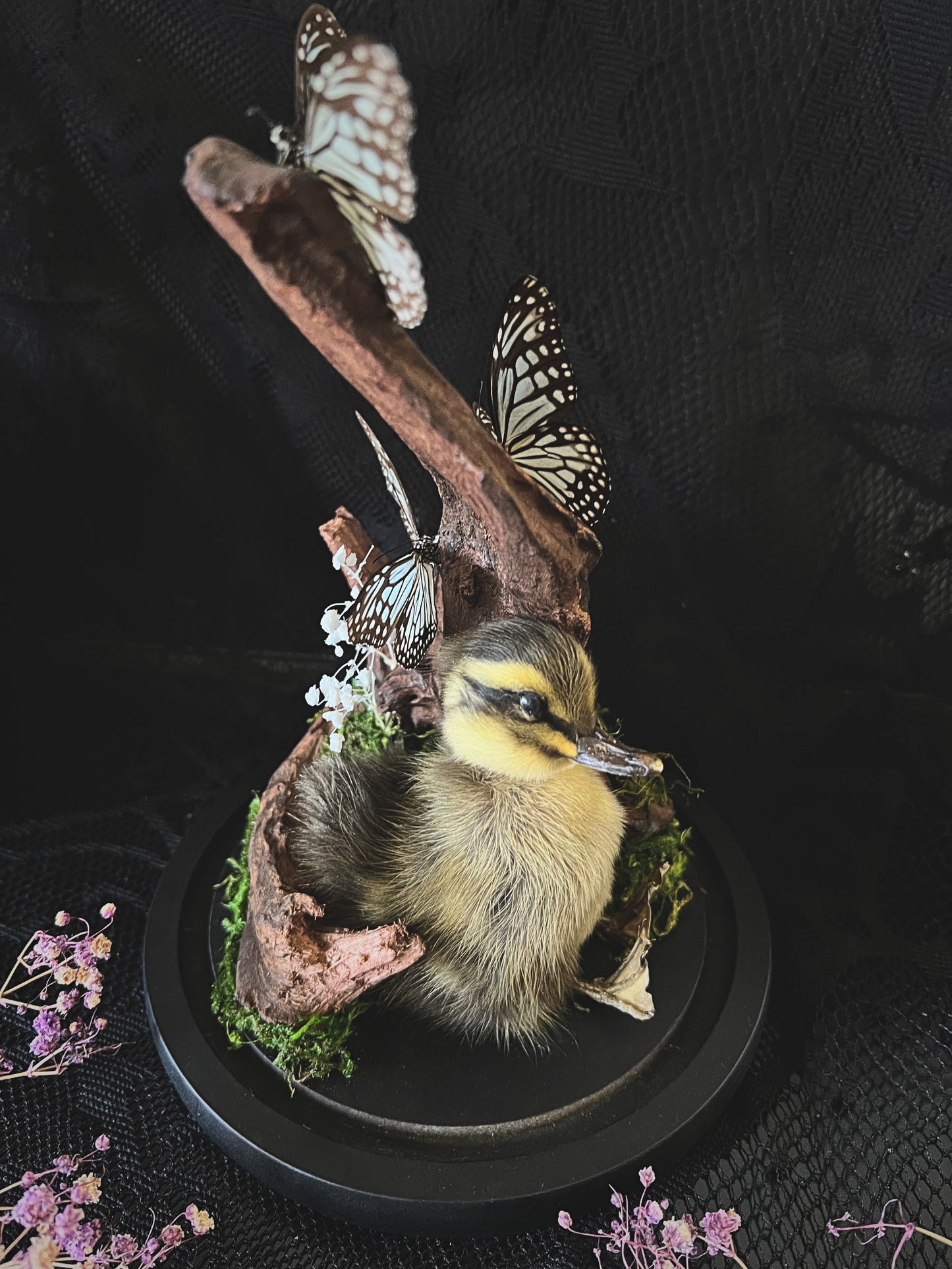 Taxidermy Striped Duckling & Blue Glassy Tiger Trio (Ideopsis Vulgaris) in Glass Dome