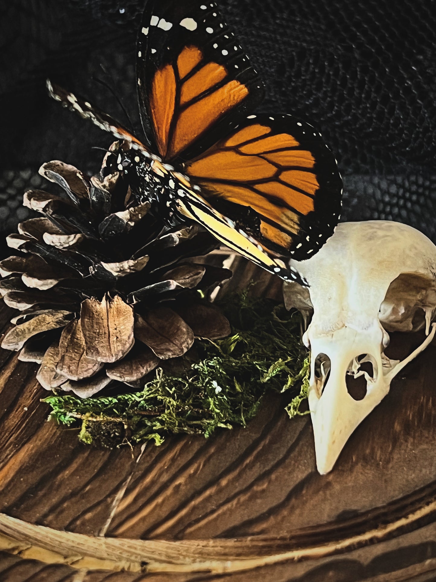 Monarch Butterfly (Danaus Plexippus) & Magpie Skull (Pica Pica) in Glass Dome