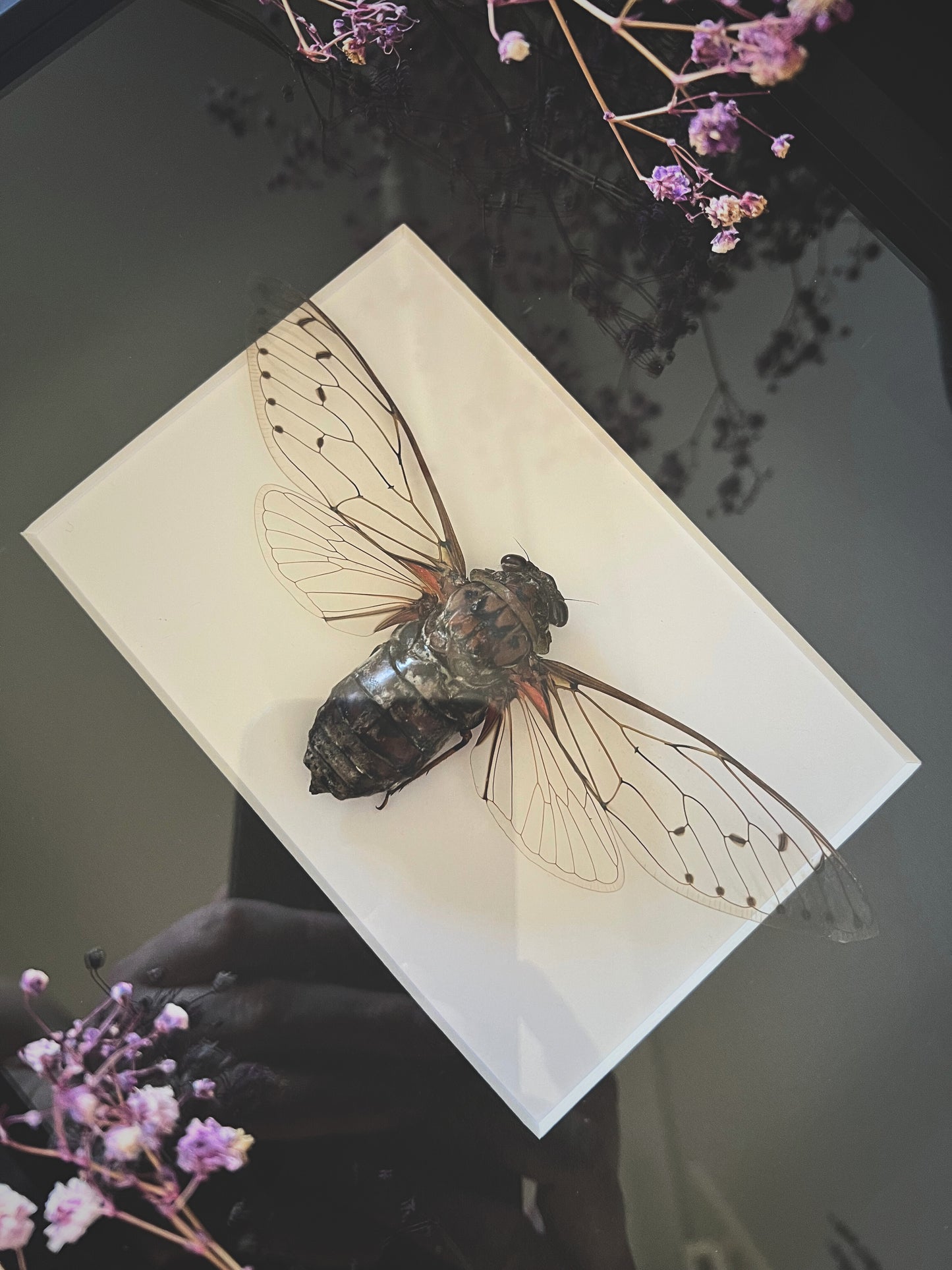 Empress Cicada (Pomponia Imperatoria) in Shadow Box Frame