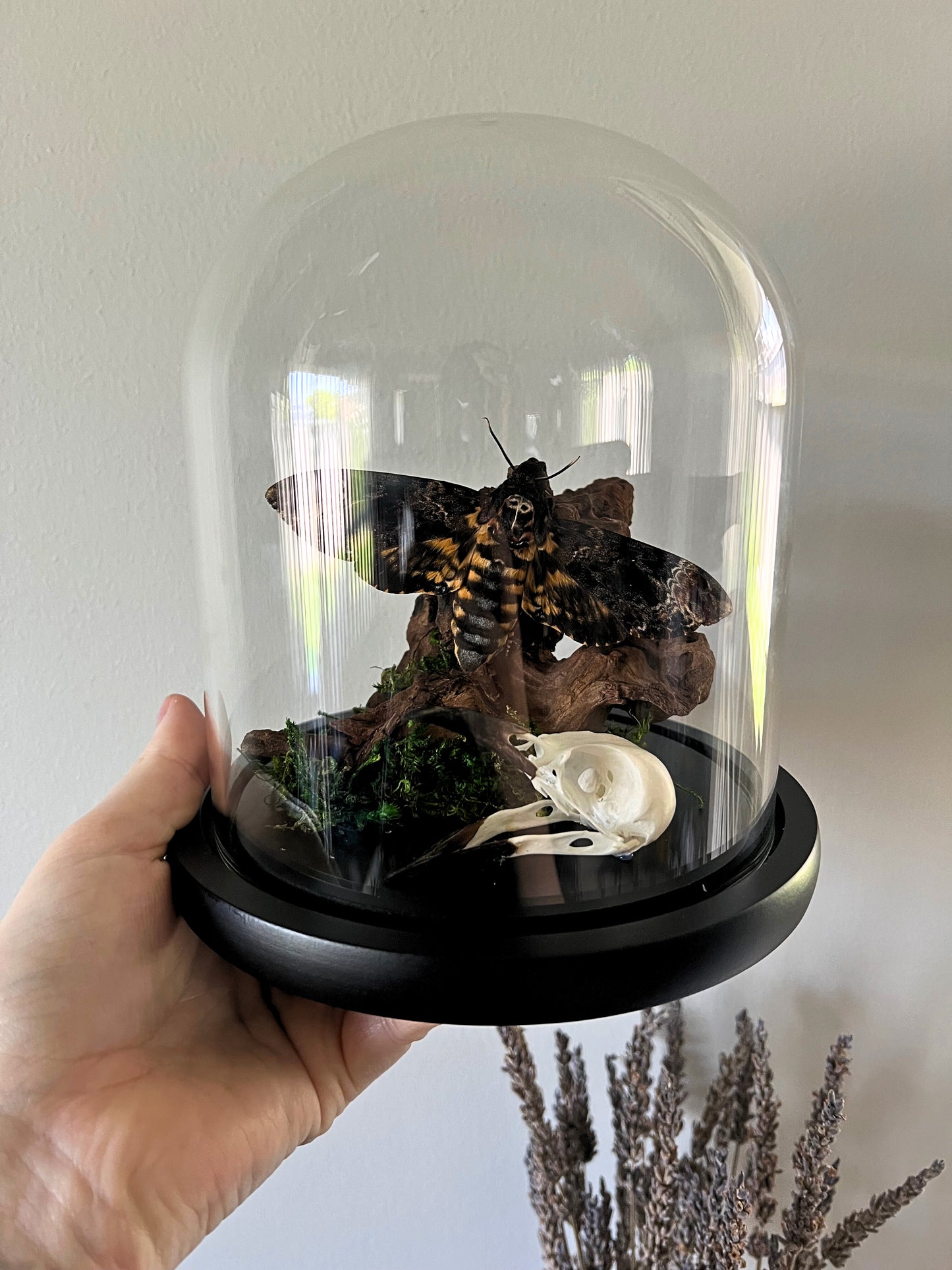 Death Head Hawk Moth (Acherontia Lachesis) & Magpie Skull (Pica Pica) in a Glass Dome