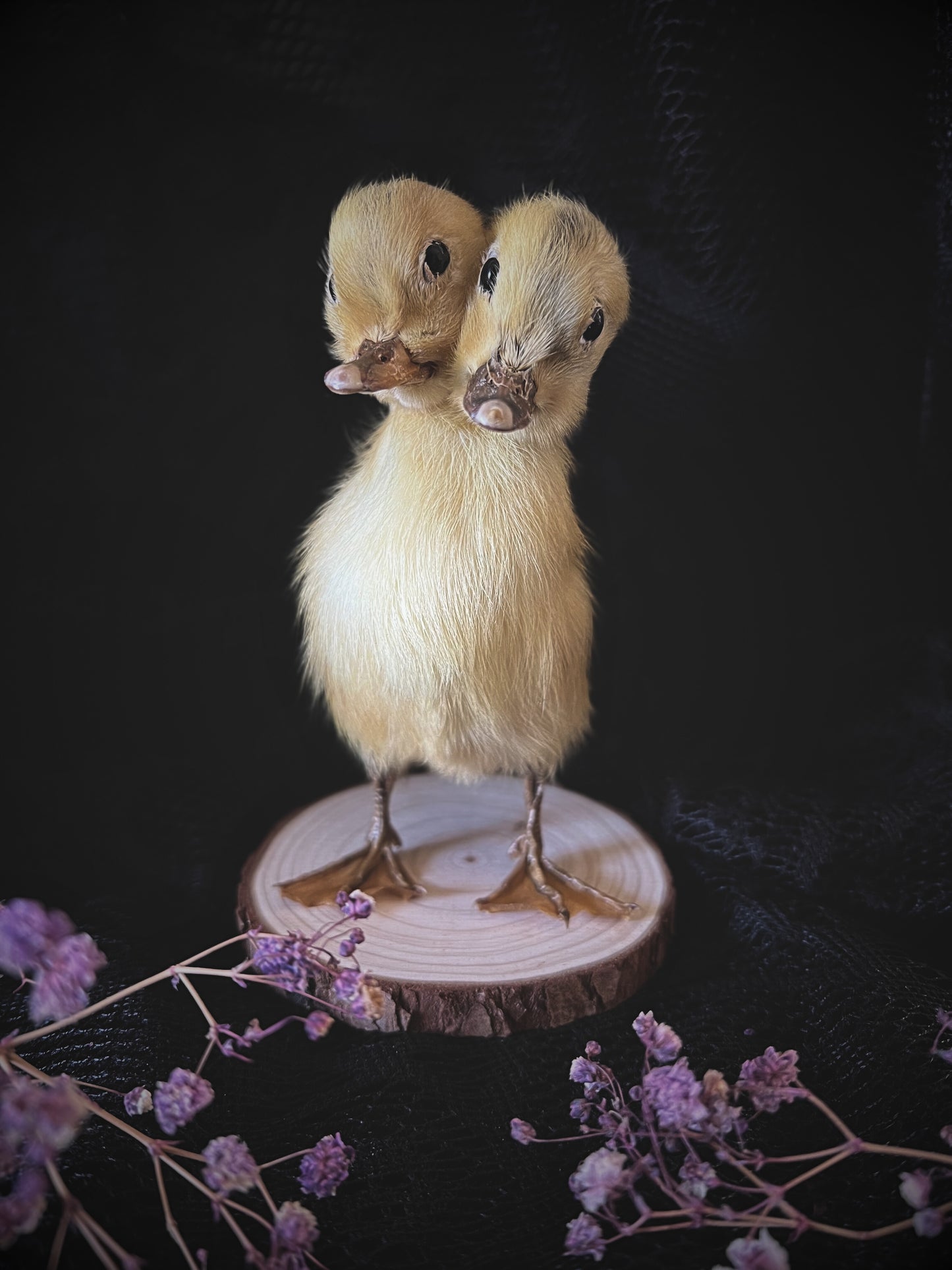 Two-Headed Taxidermy Yellow Duckling on Natural Wood Slice