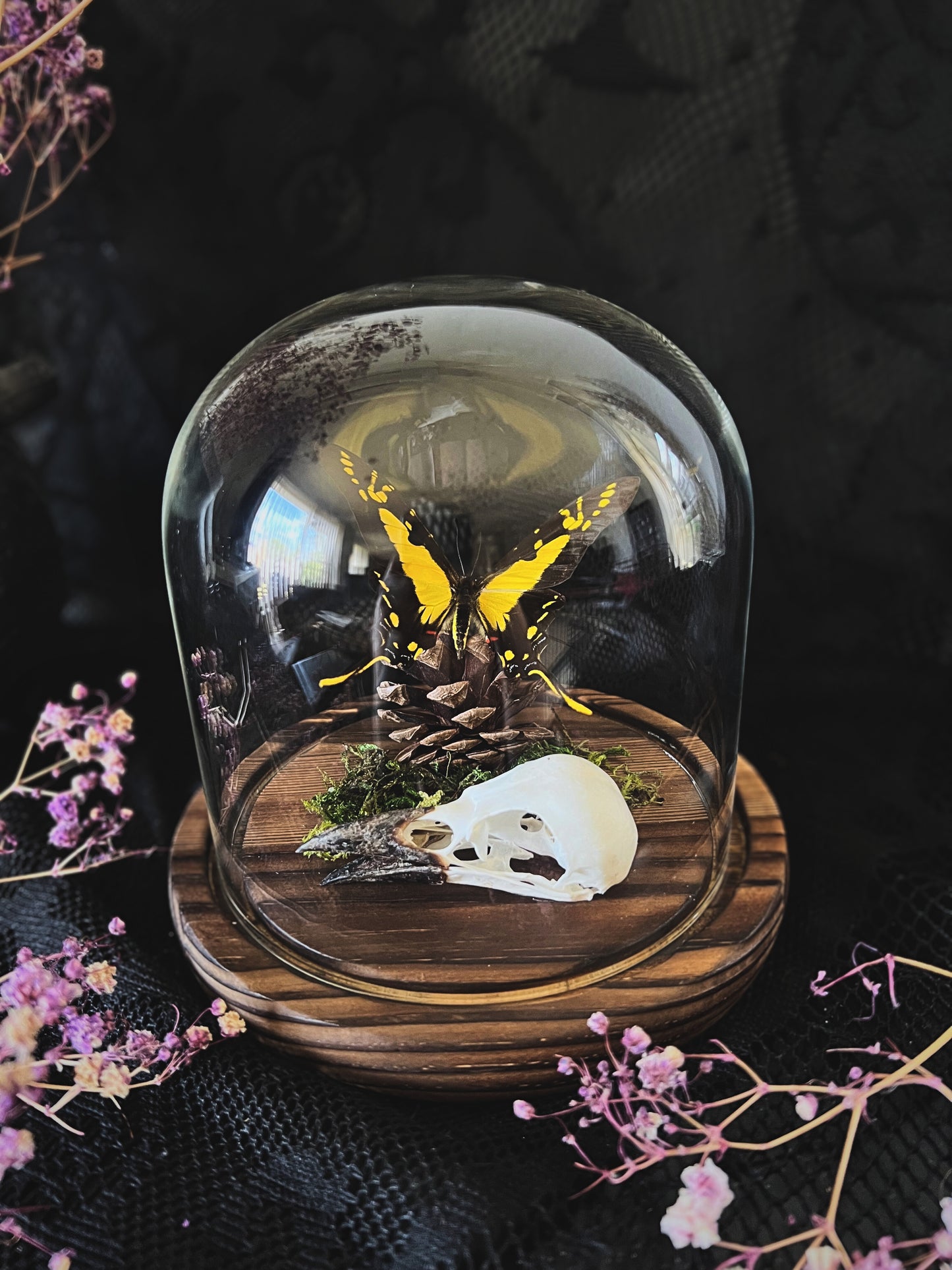 Orange Kite-Swallowtail Butterfly (Eurytides Thyastes) & Magpie Skull (Pica Pica) in Glass Dome