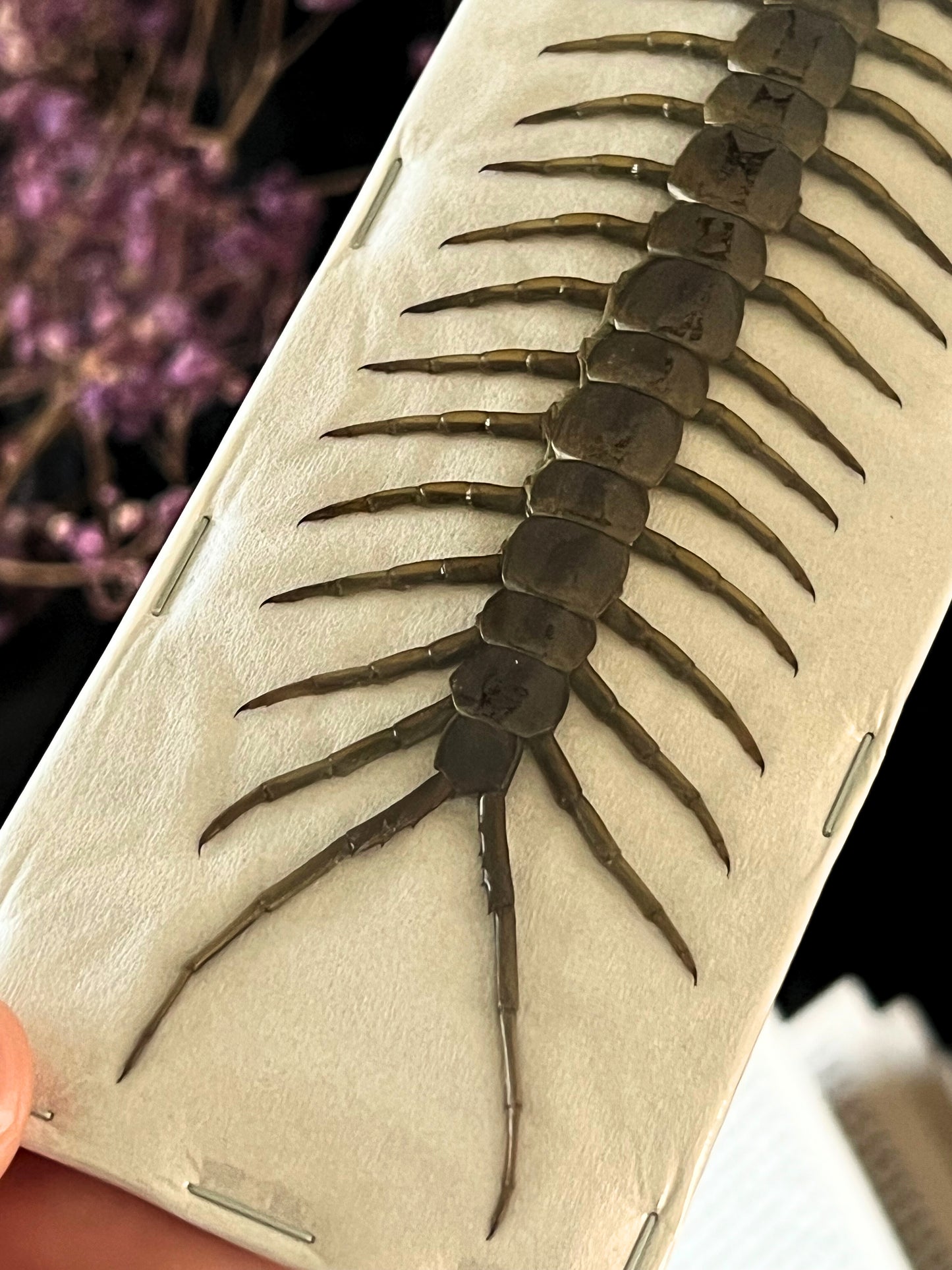 Amazonian Giant Centipede (Scolopendra Piceoflava) Undisplayed Specimen