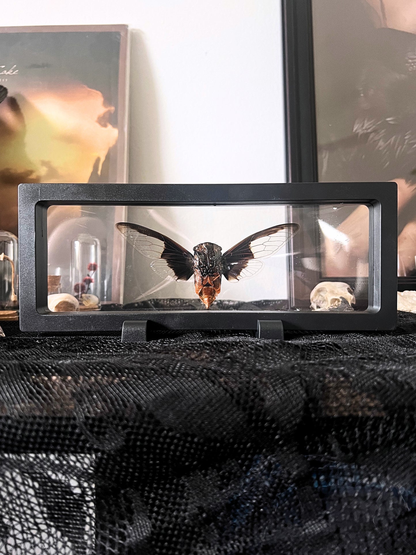 Batwing Cicada (Cryptotympana Aquila) in Display Case