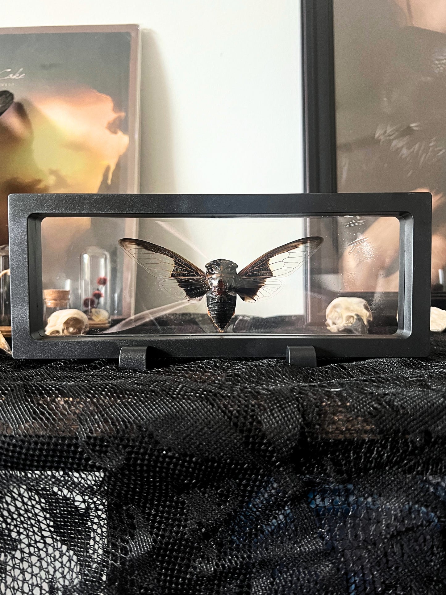 Batwing Cicada (Cryptotympana Aquila) in Display Case
