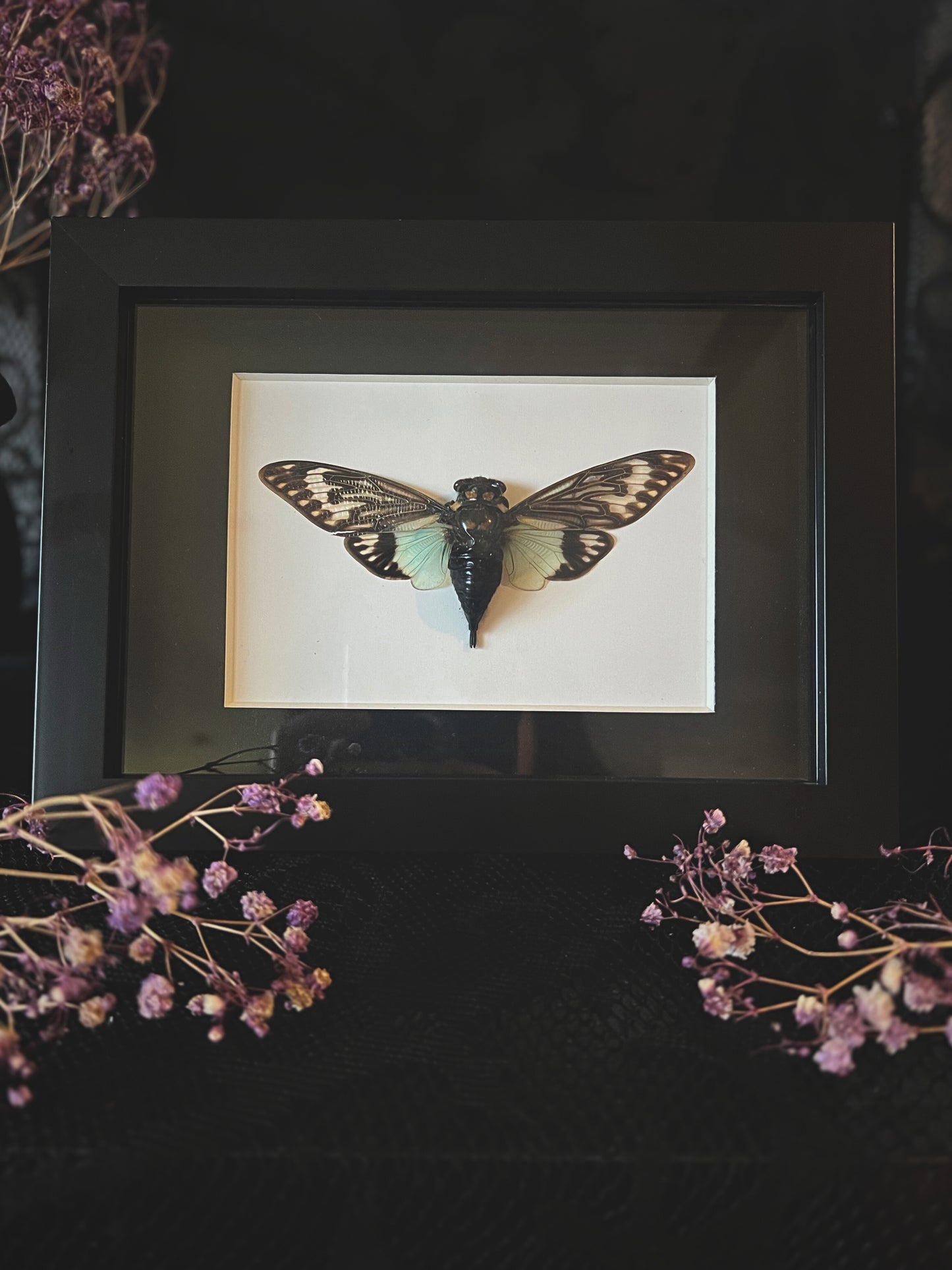 Blue Cicada (Tosena Splendida) in Shadow Box Frame