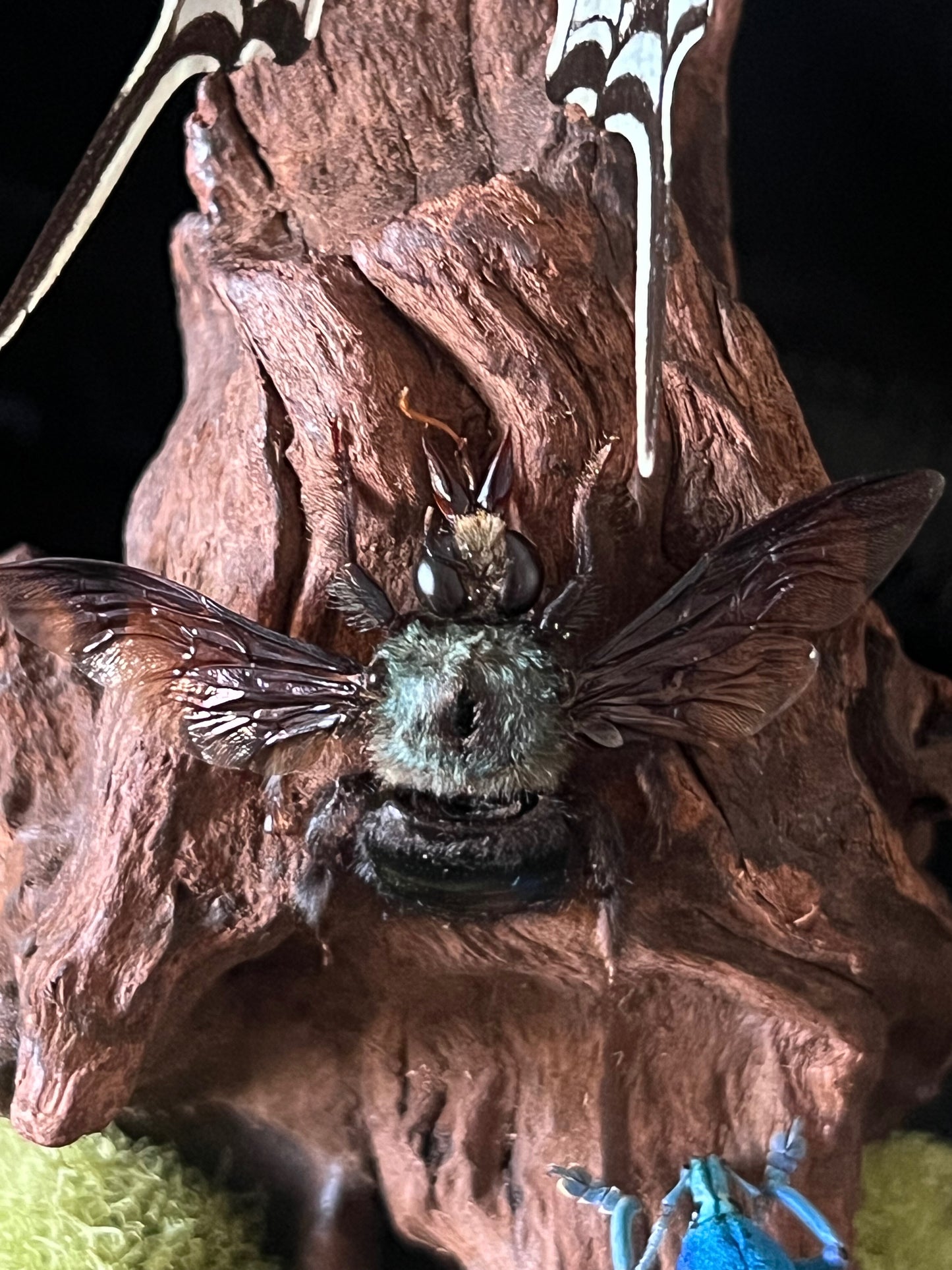 Short-Lined Kite Swallowtail Butterfly (Eurytides Agesilaus), Blue Carpenter Bee (Xylocopa Caerulea) & Turquoise Weevil Beetle (Eupholus Bortolussii) in Glass Dome