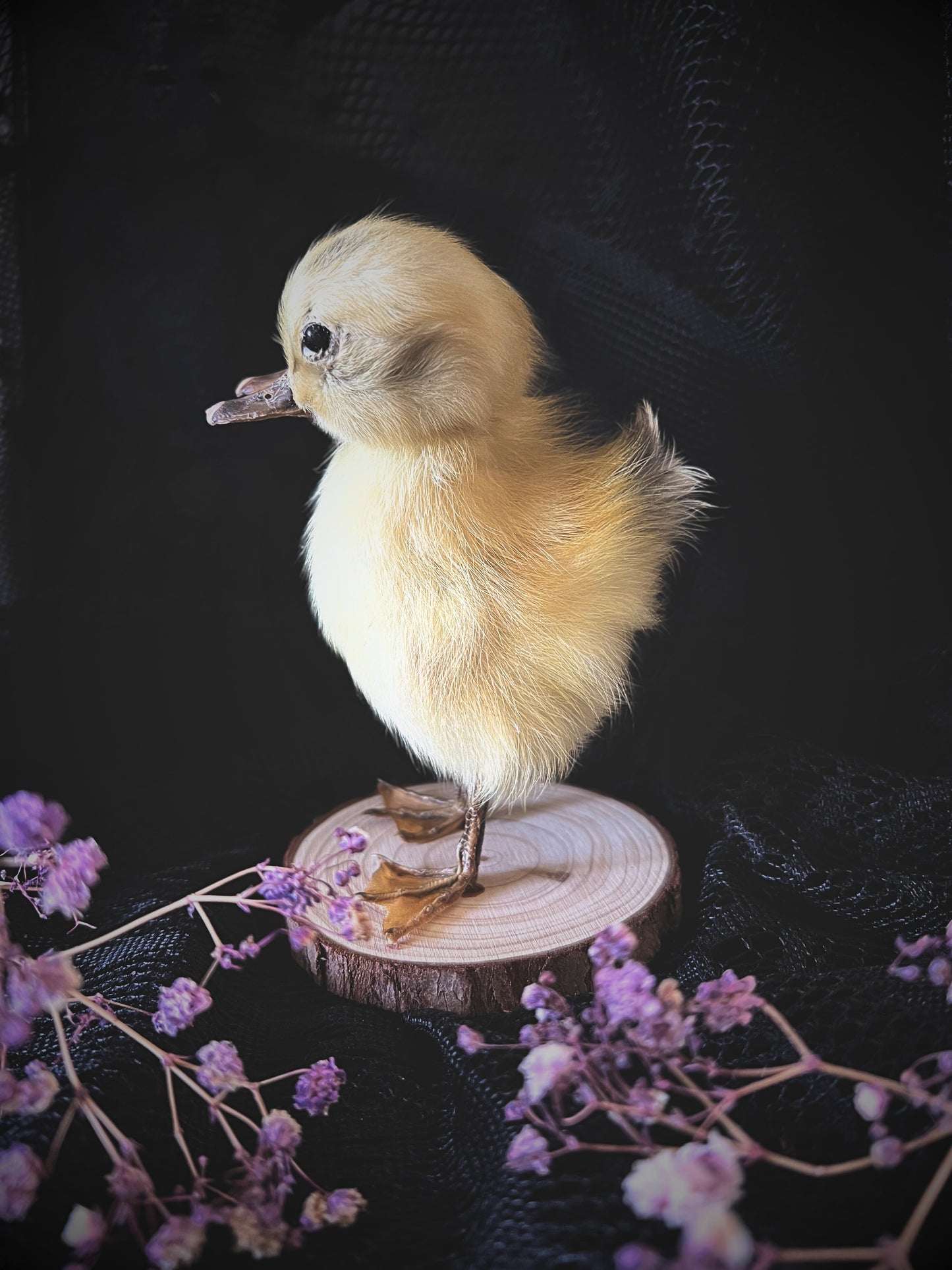 Two-Headed Taxidermy Yellow Duckling on Natural Wood Slice