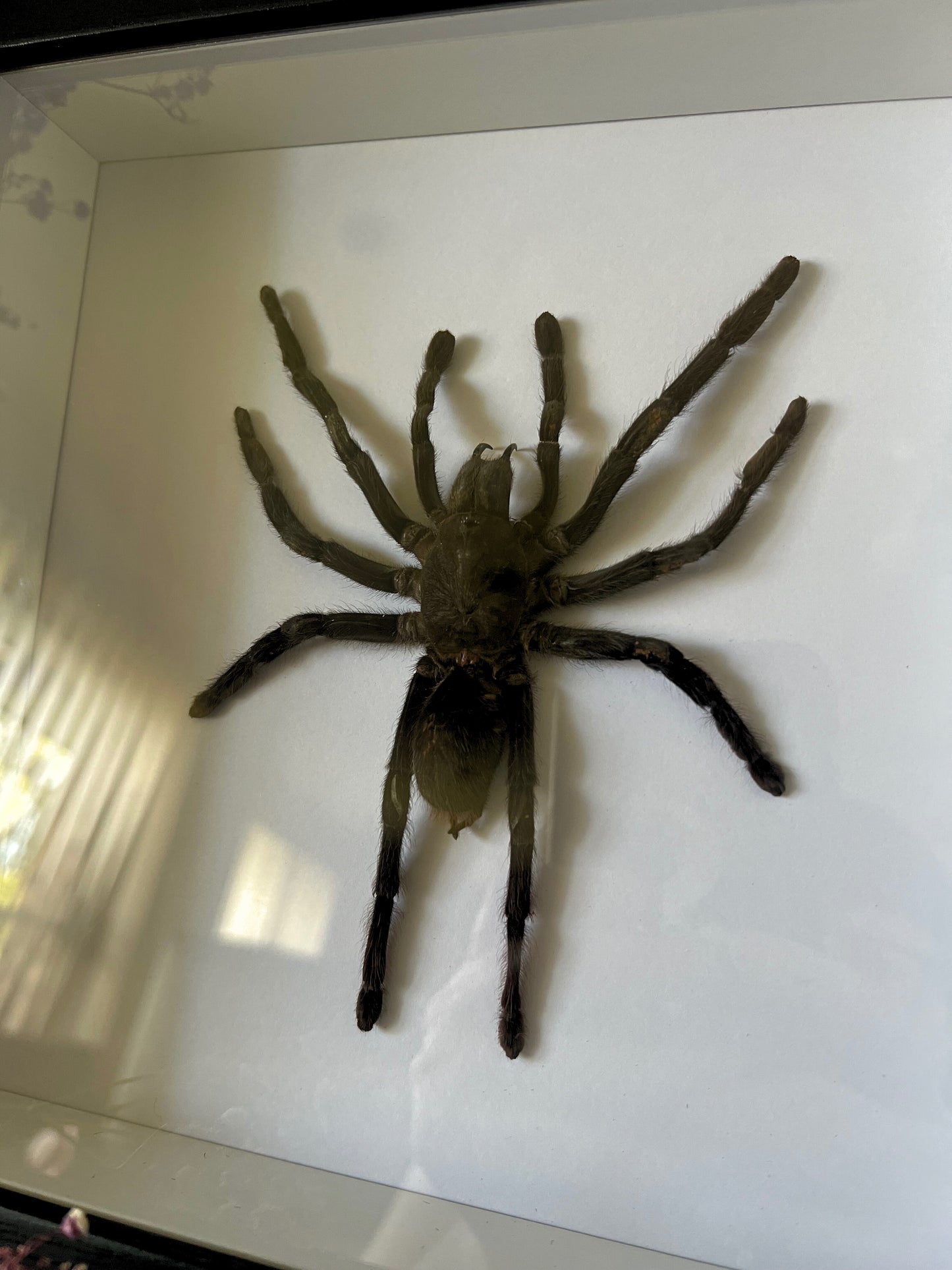 XL Java Yellow Kneed Tarantula (Selenocosmia Javanensis Dolichoplectra) in Shadow Box Frame