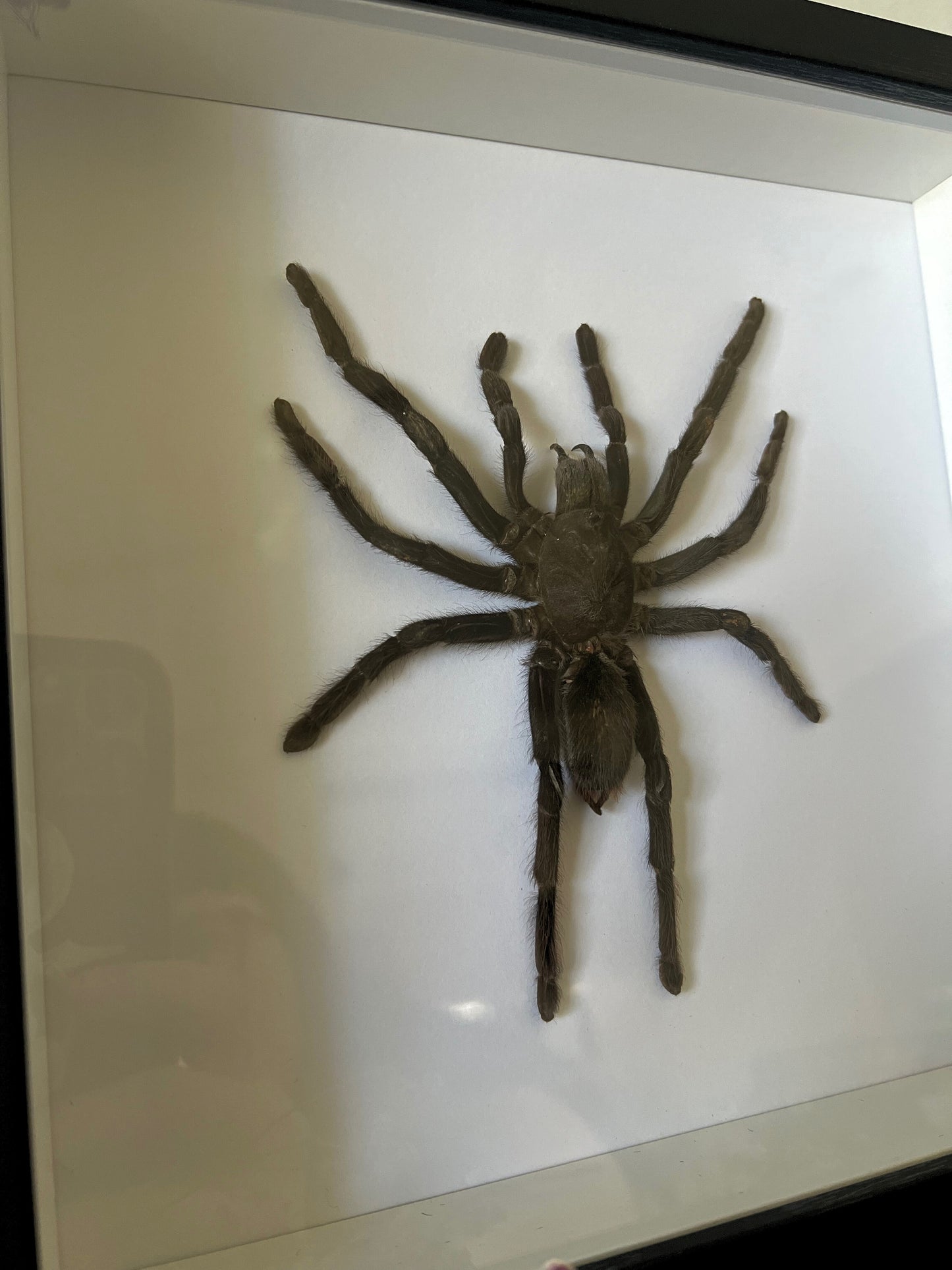 XL Java Yellow Kneed Tarantula (Selenocosmia Javanensis Dolichoplectra) in Shadow Box Frame