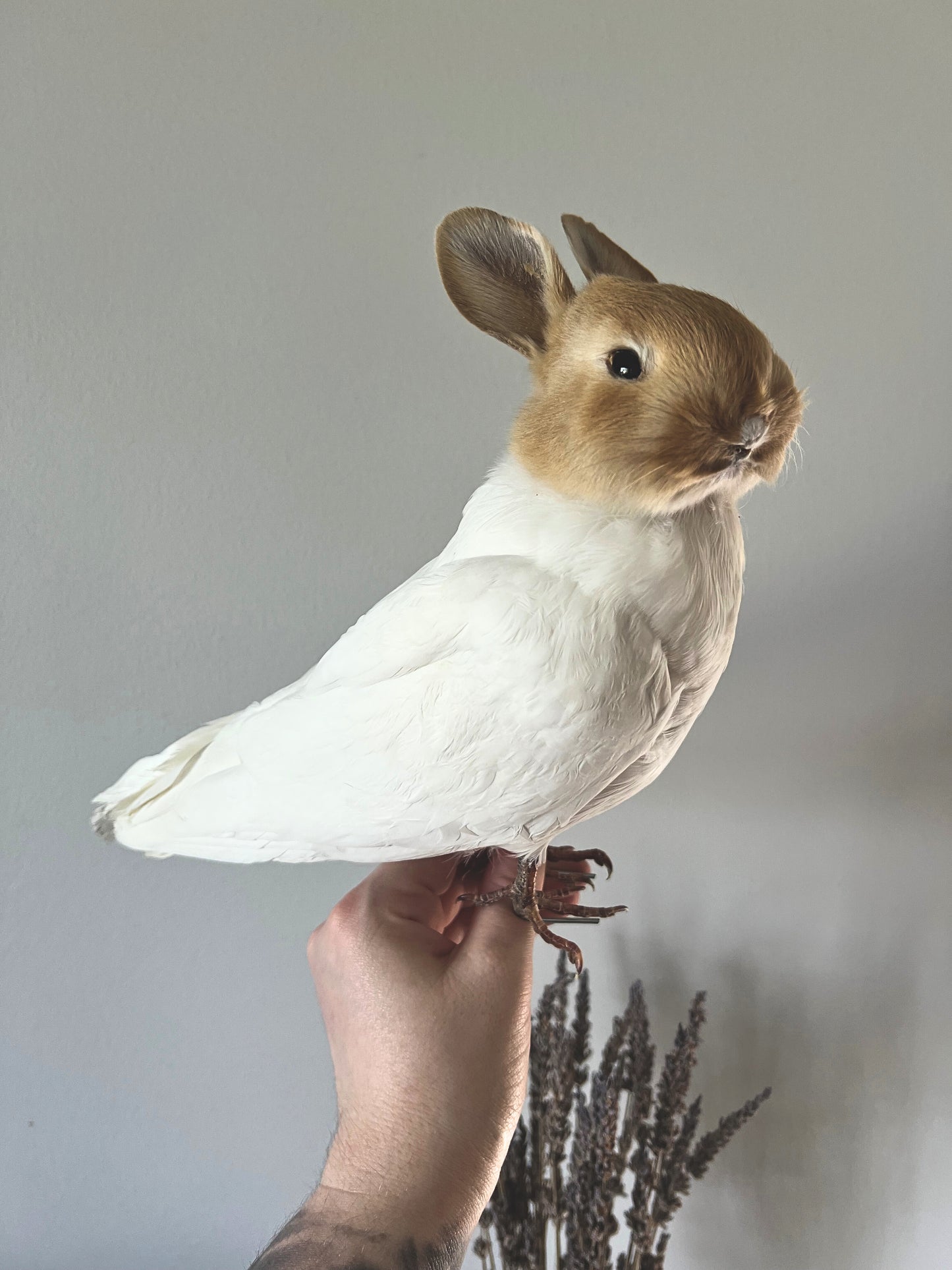 Taxidermy Bunny Bird - Red & White