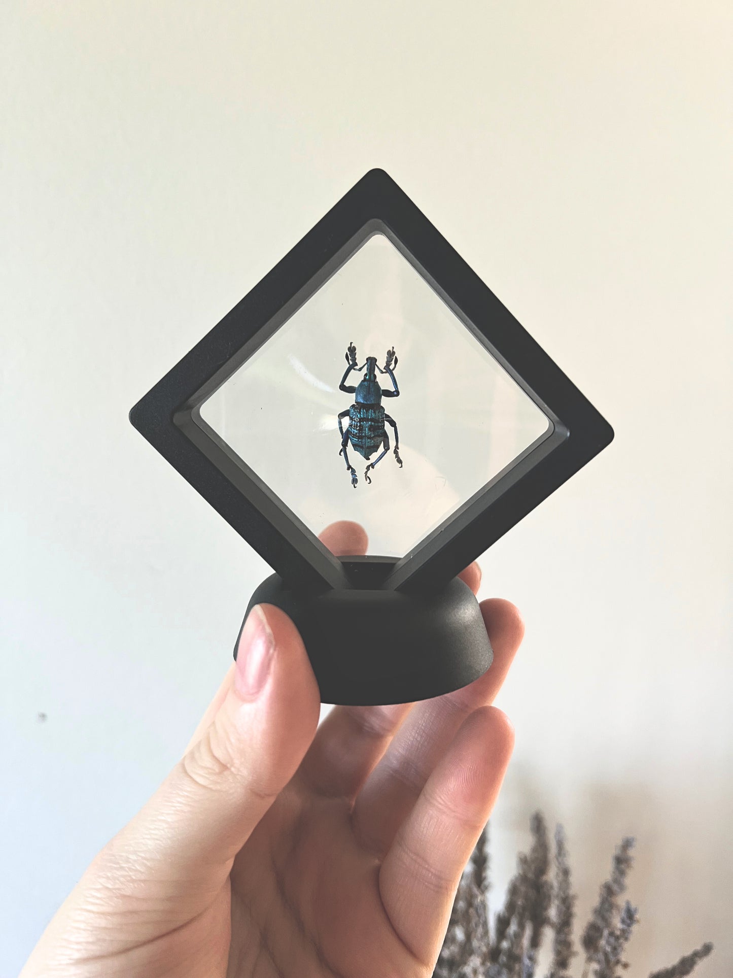 Turquoise Weevil Beetle (Eupholus Bortolussii) in Display Case