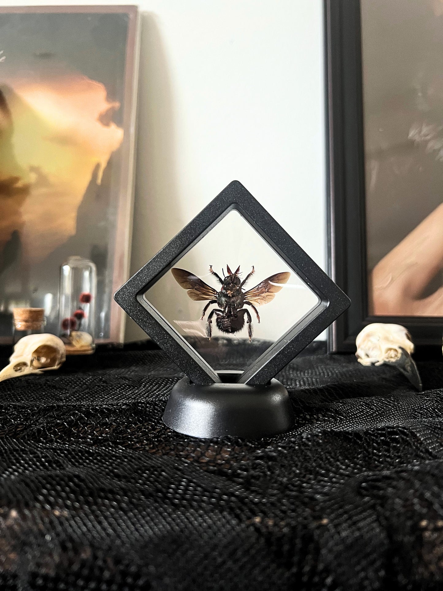 Blue Carpenter Bee (Xylocopa Caerulea) in Display Case | Male