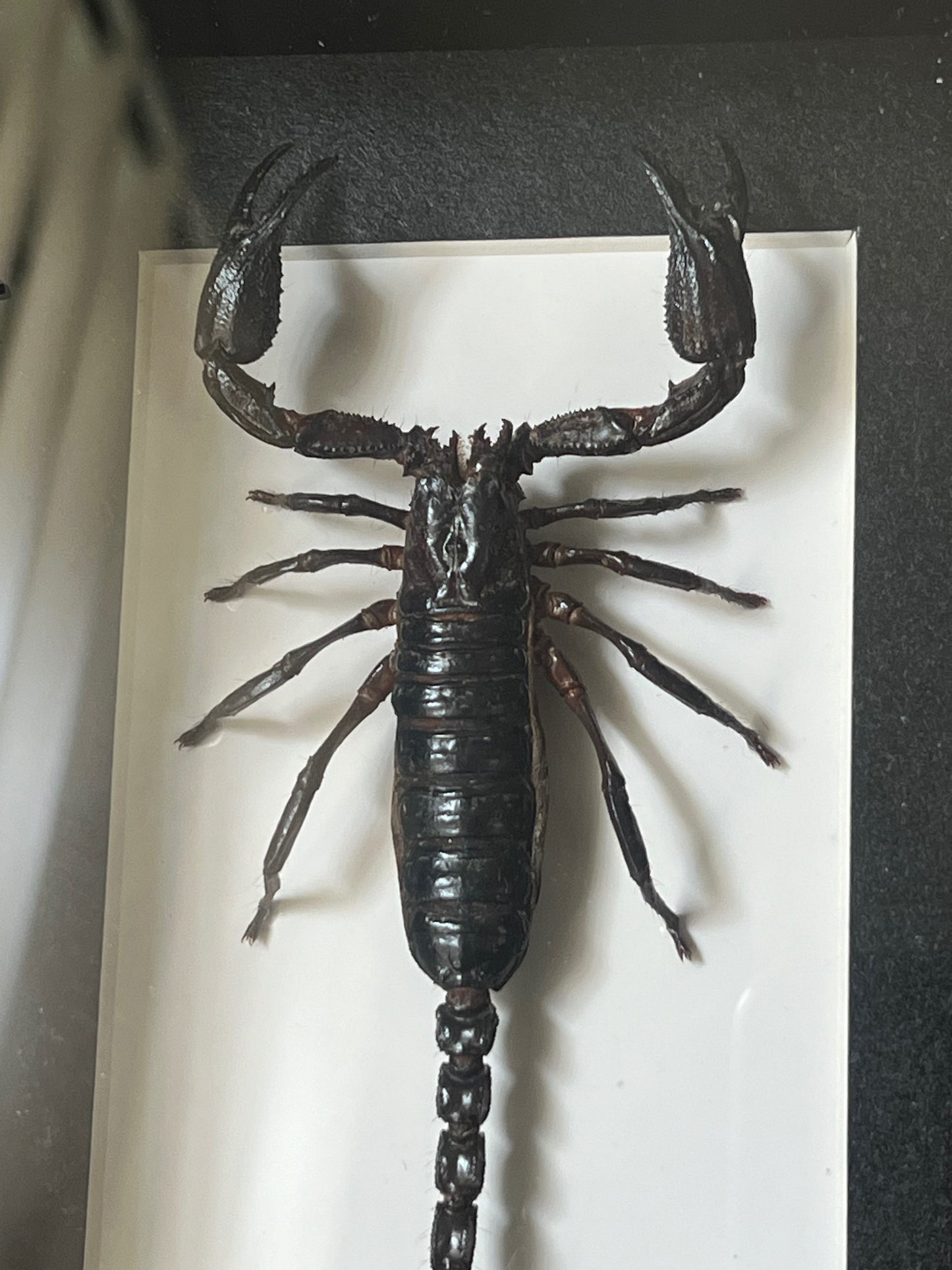 Asian forest scorpion in shadow box frame