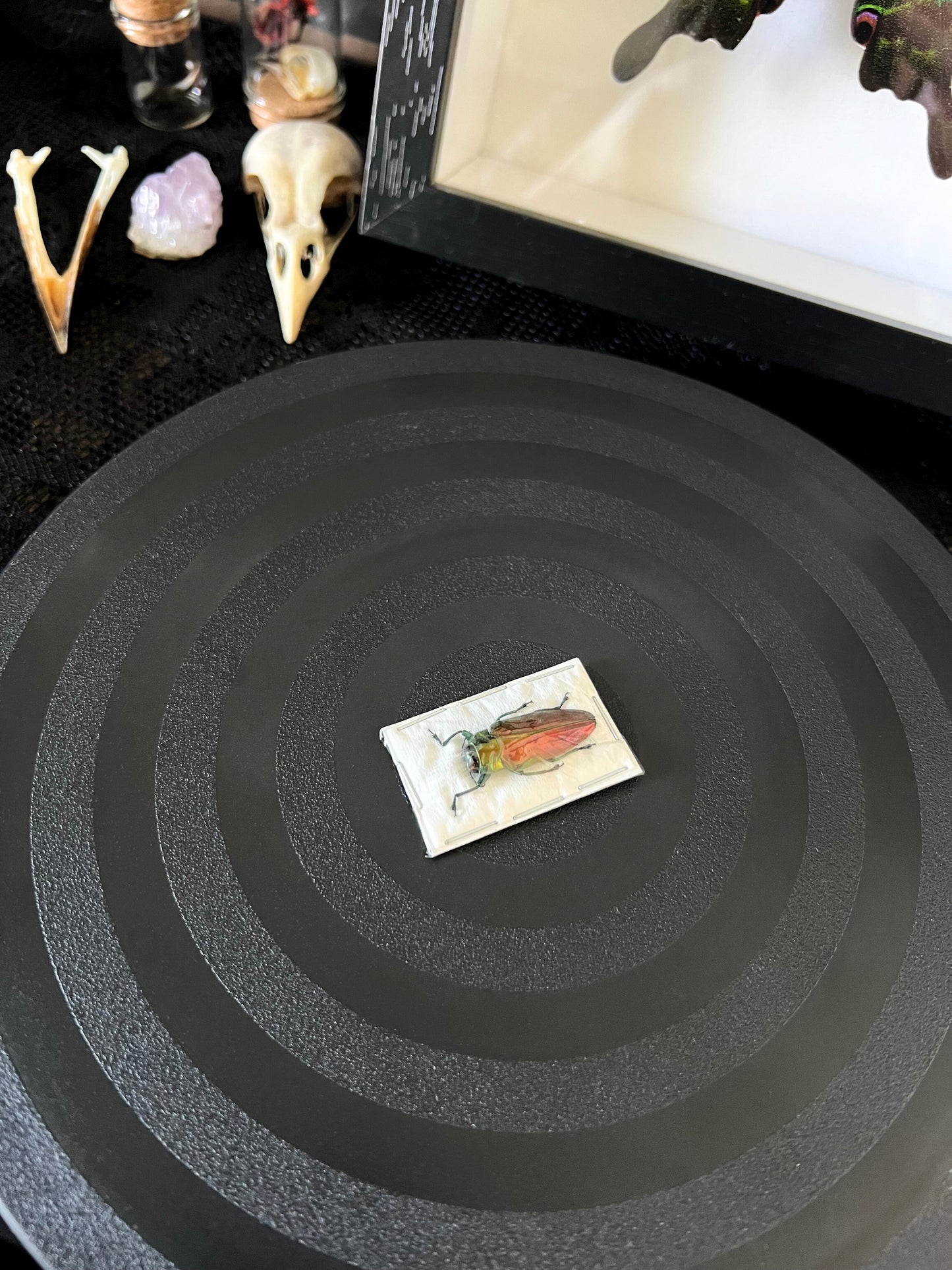 Tricolour metallic wood boring beetle on a black circular surface, surrounded by mystical items.