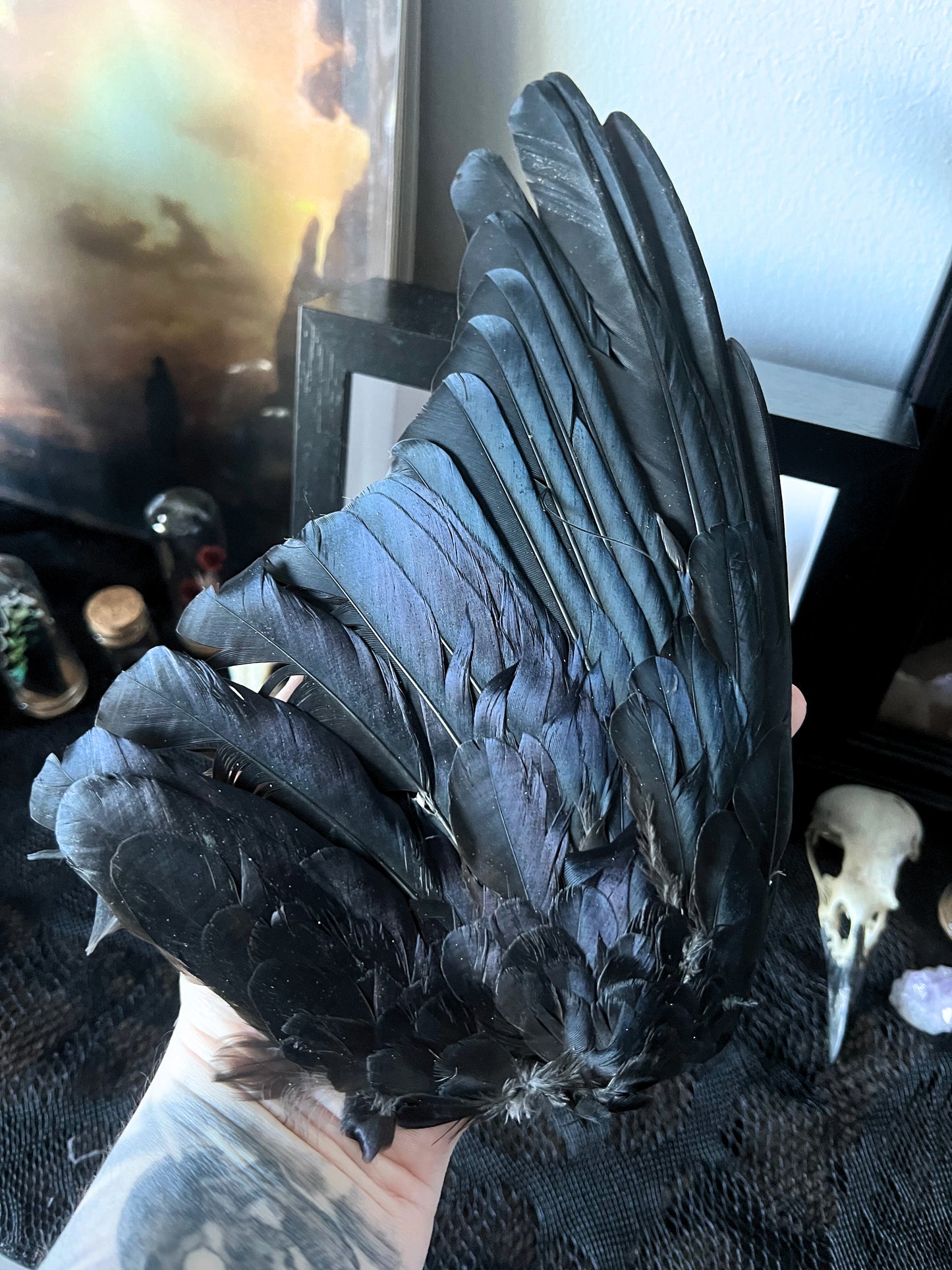 Real crow wing held by a person with a blurred background