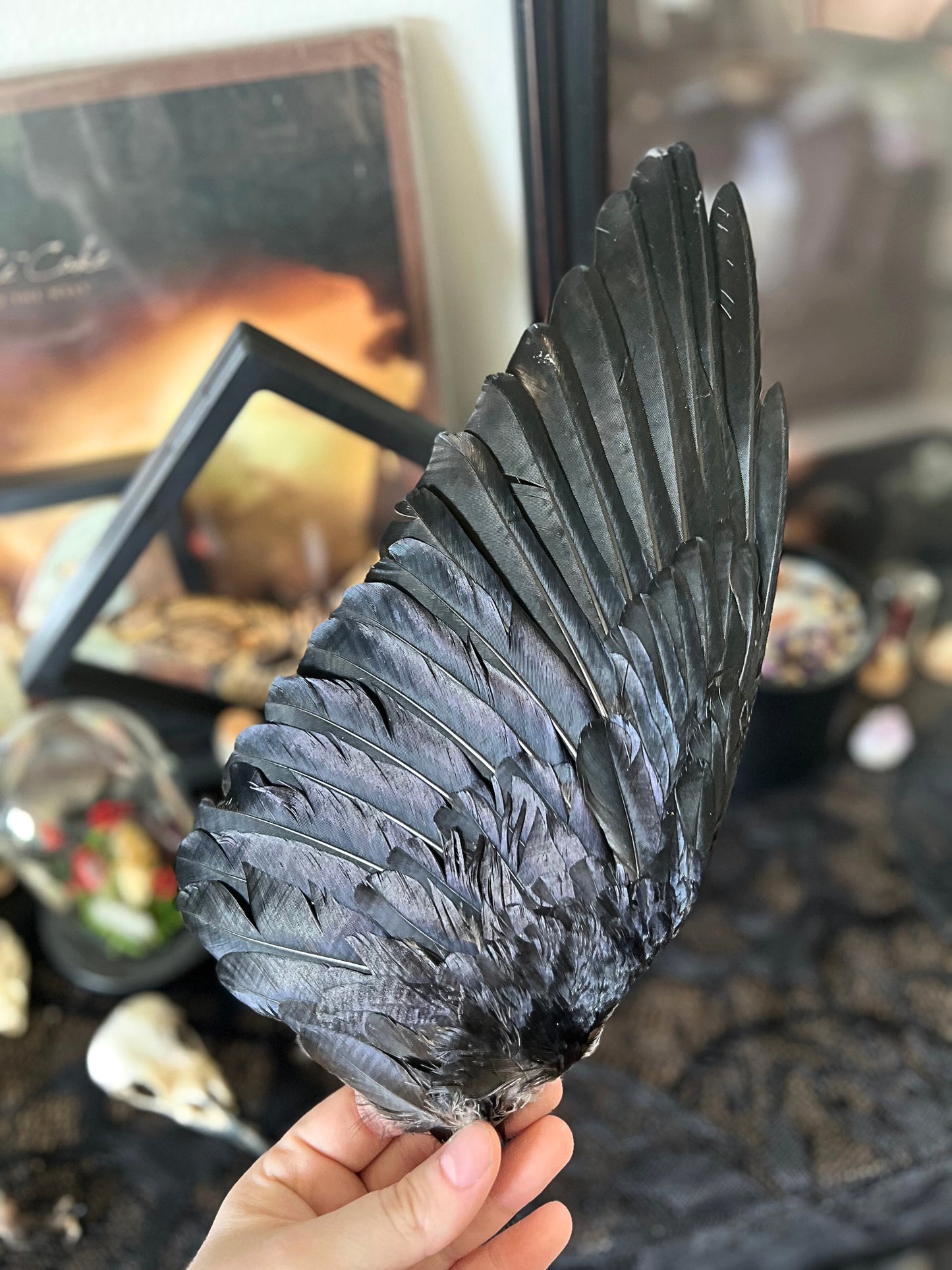 Real crow wing held by a hand with a blurred background