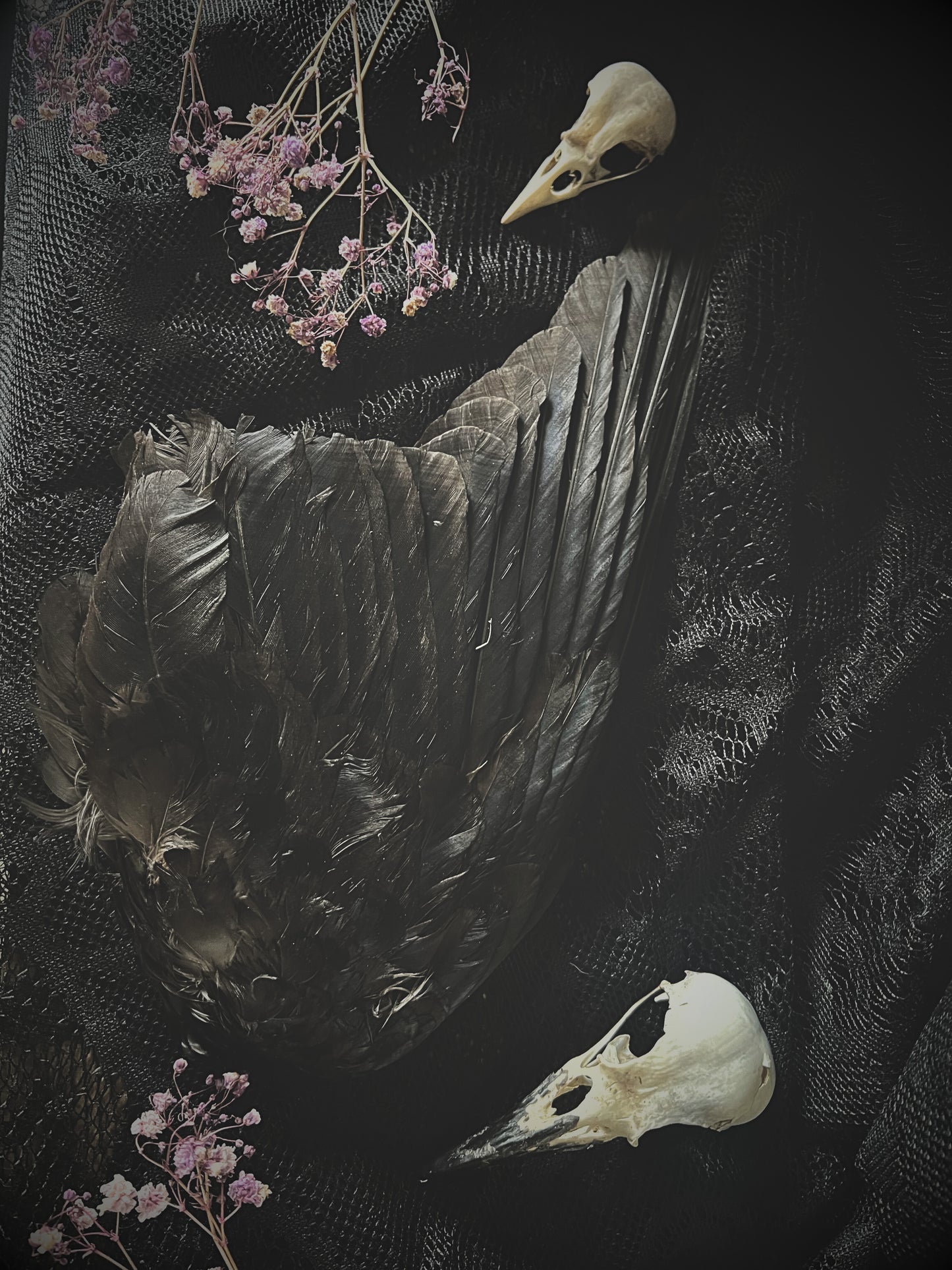 Real crow wing, dried flowers, and a skull on a textured black background