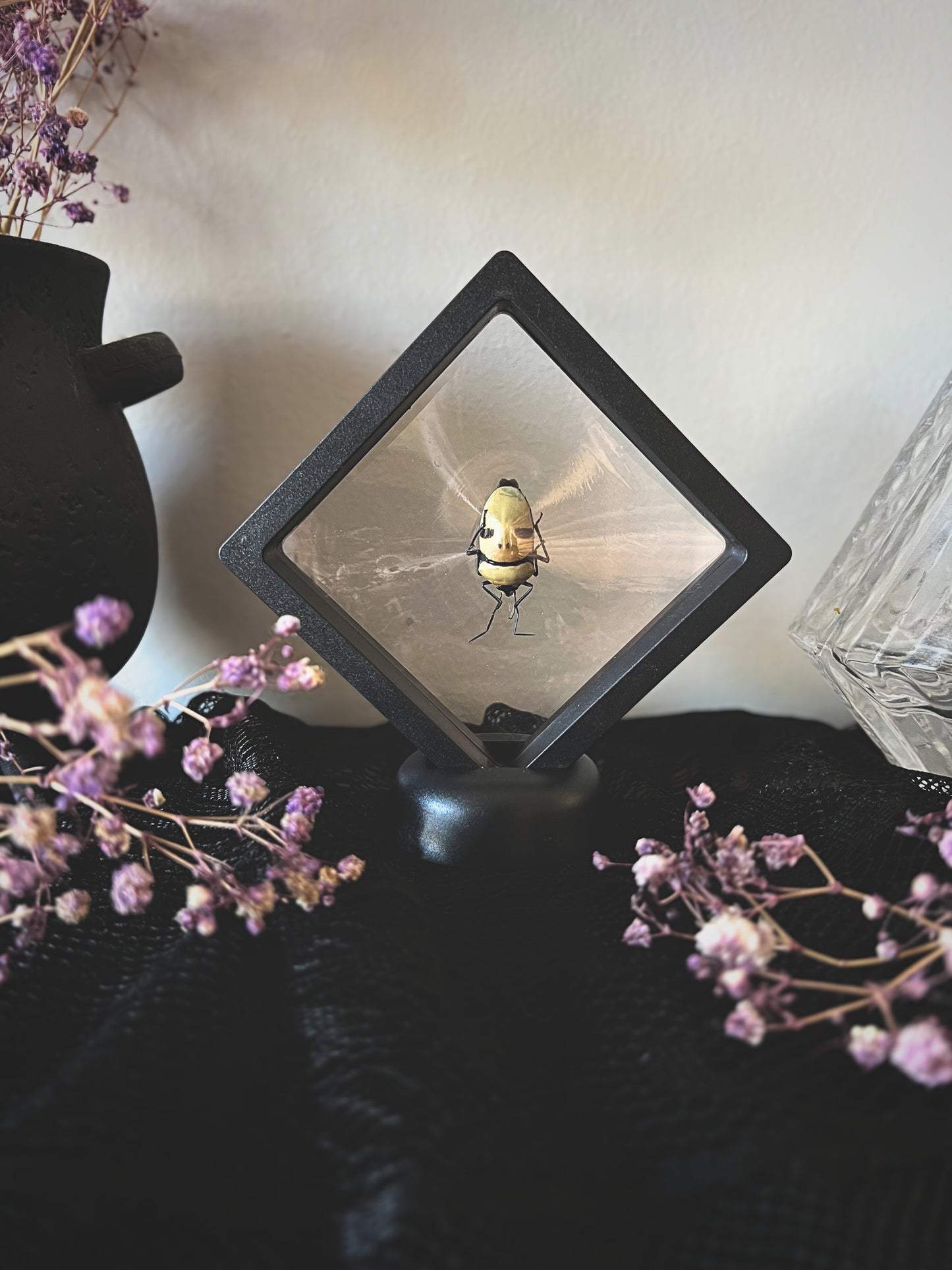 Death Head Bug (Eucorysses Grandis) in a display case on a textured surface with pink flowers.