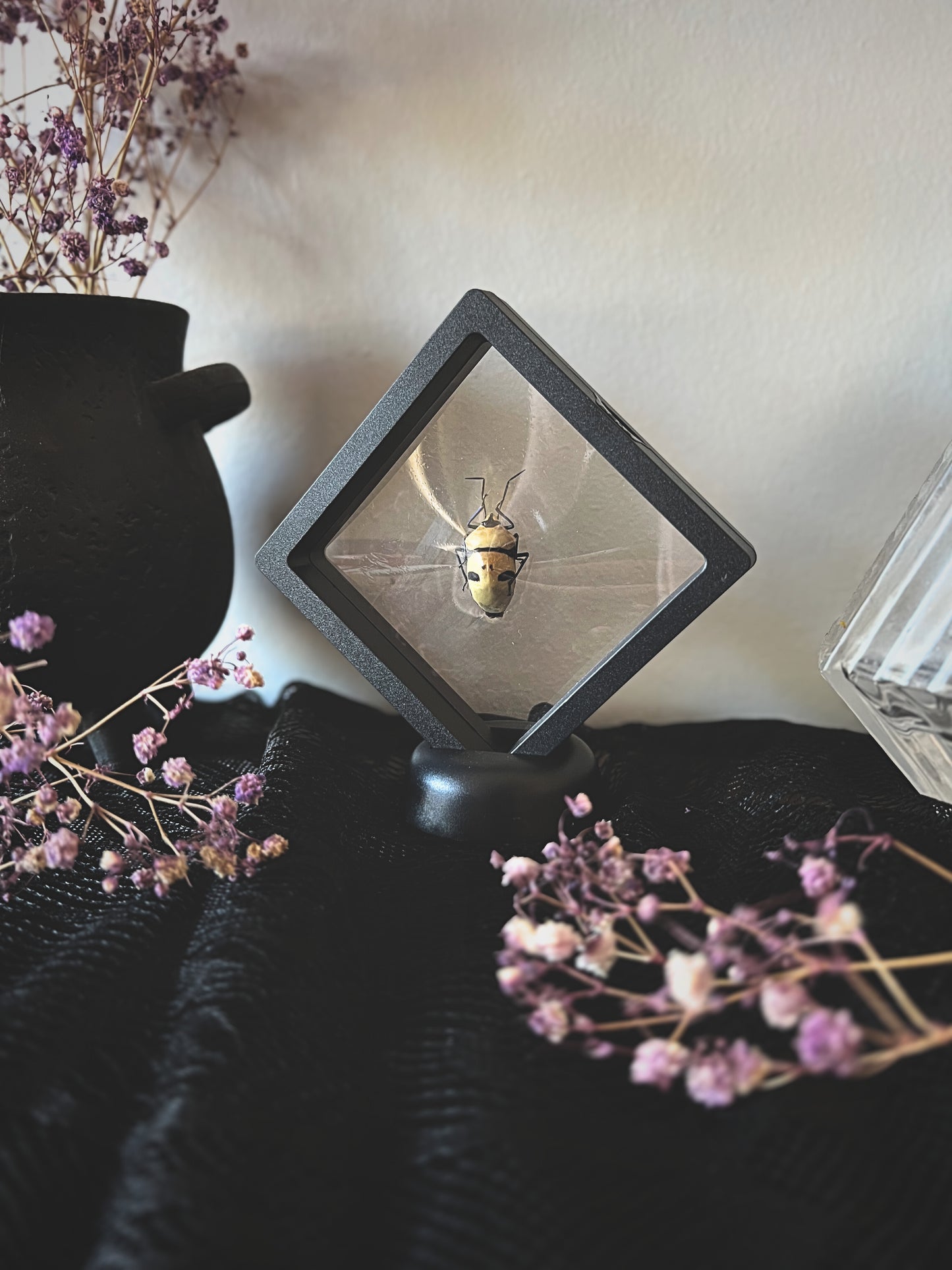Death Head Bug in display with dried flowers and a black vase in the background.