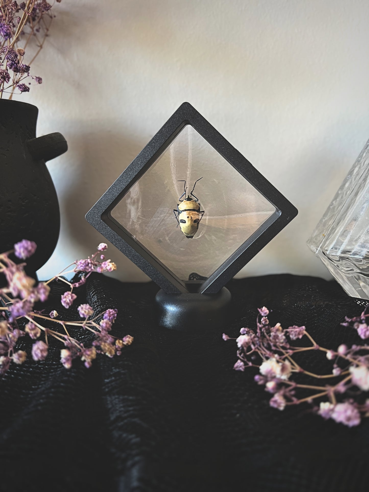 Death Head Bug in display case on a surface with flowers