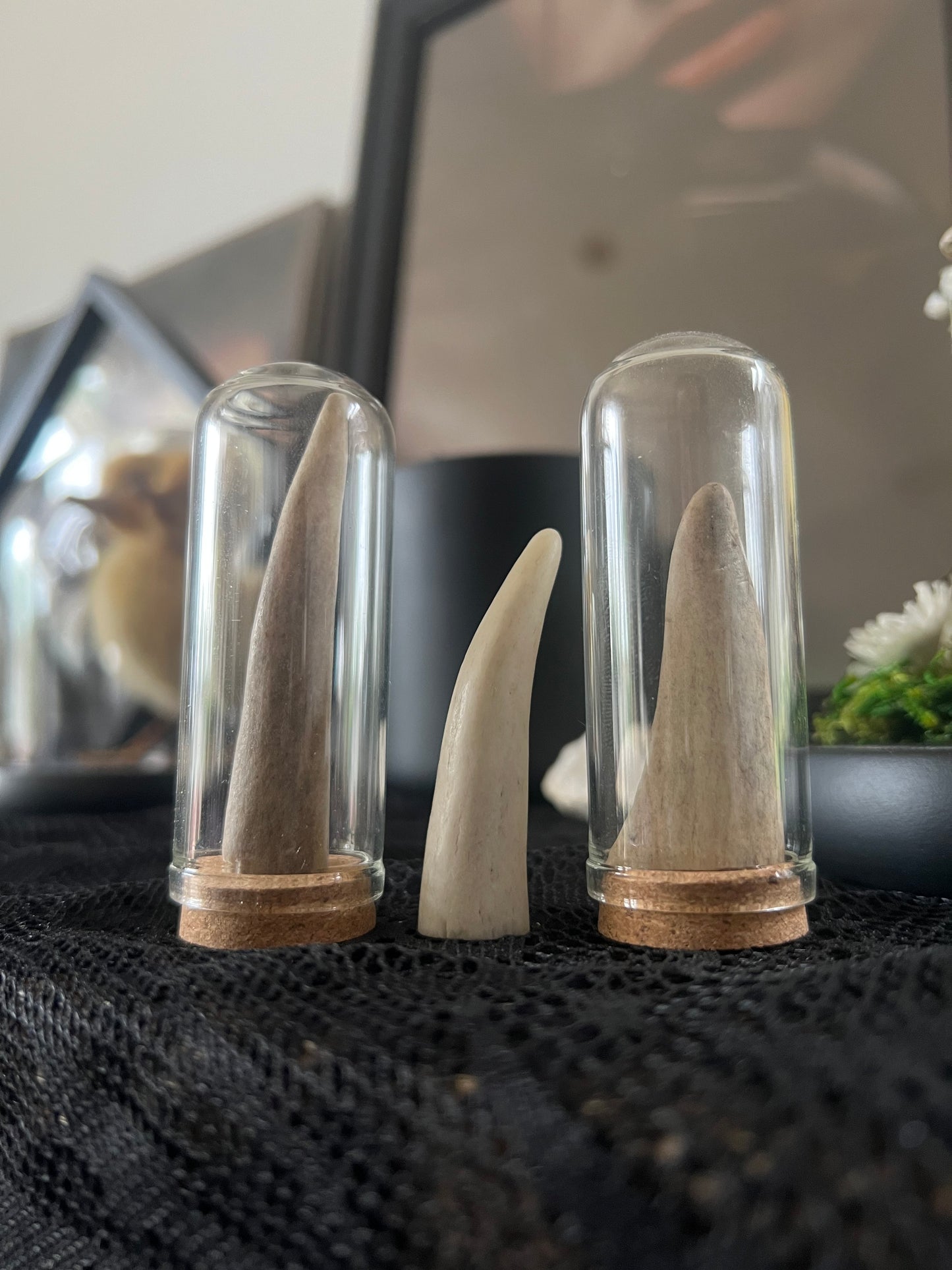 Two deer antlers in a glass cloche dome on a black surface, with one antler in a lighter color and the other in a darker tone, indicating natural shading.