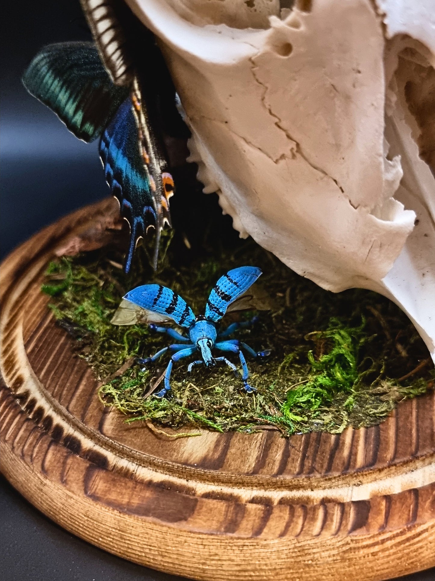 Deer Skull, Papilio Ulysses, Maackii Maackii and Eupholus Bortolussii Dome