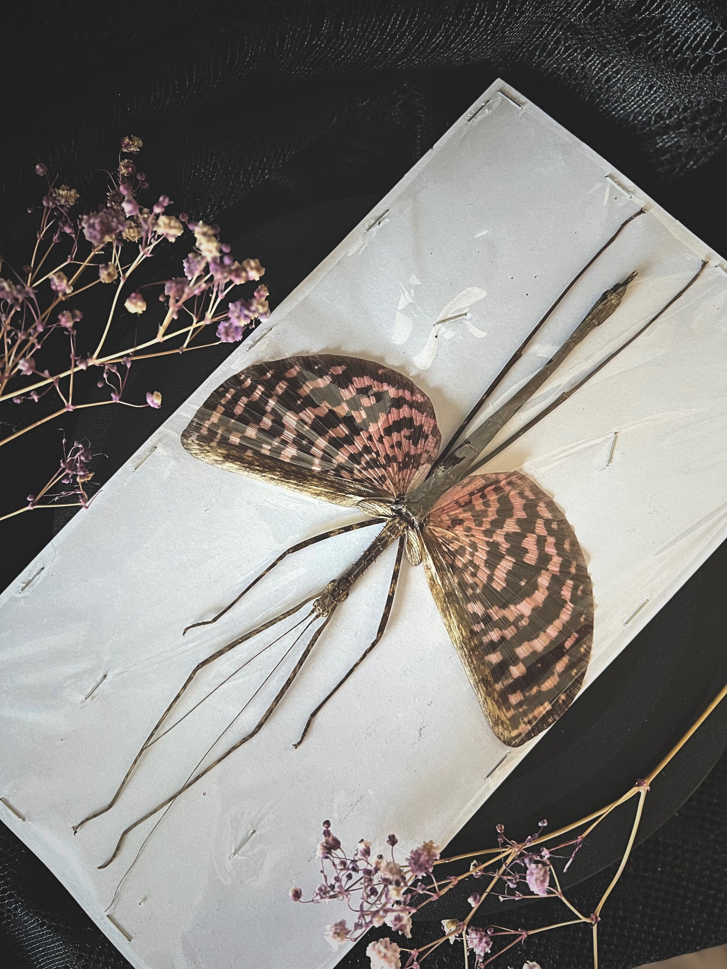 Tessellated Spiny Flying Stick Insect (Diesbachia Tamyris)