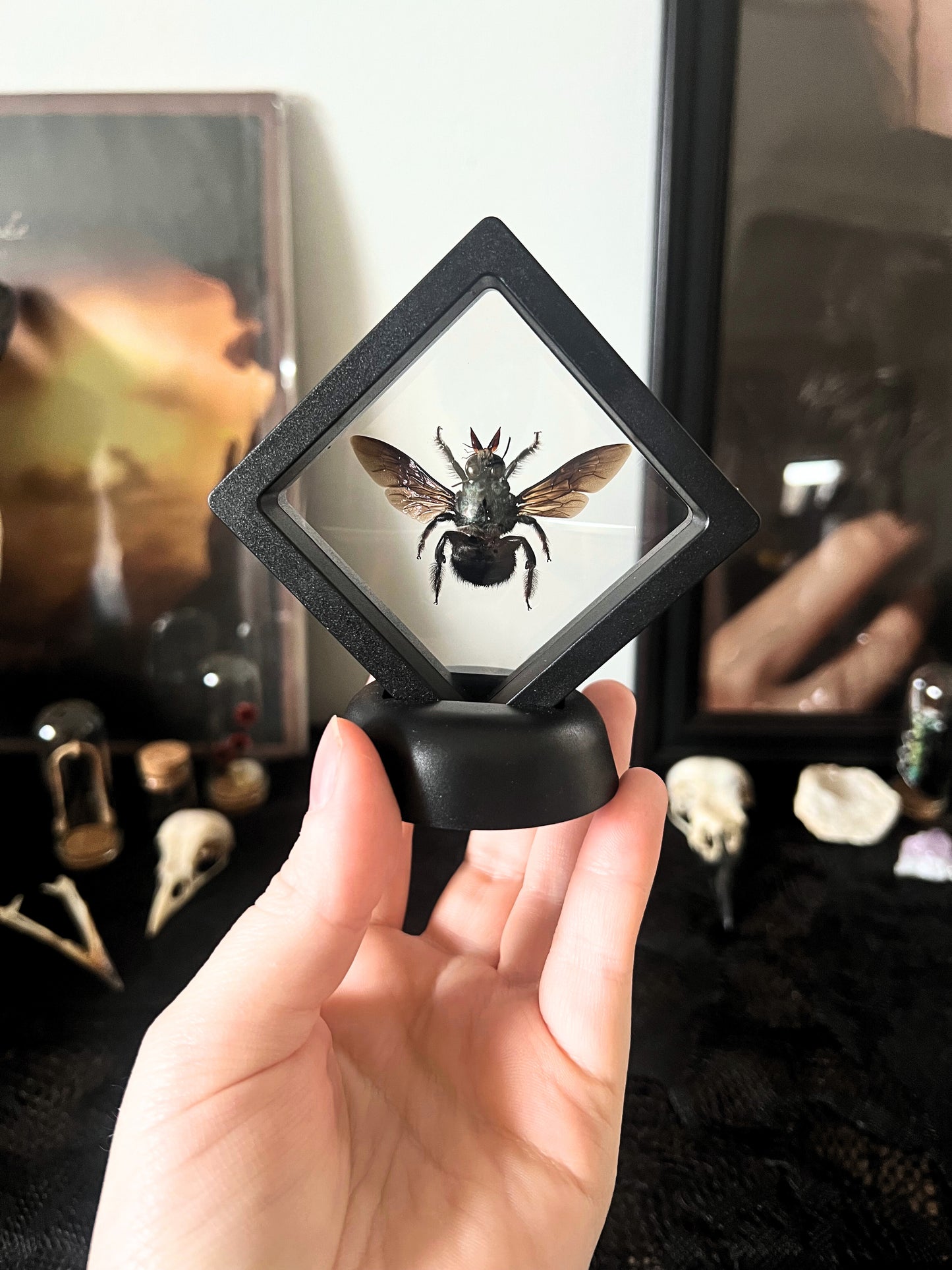 Blue Carpenter Bee (Xylocopa Caerulea) in Display Case | Male
