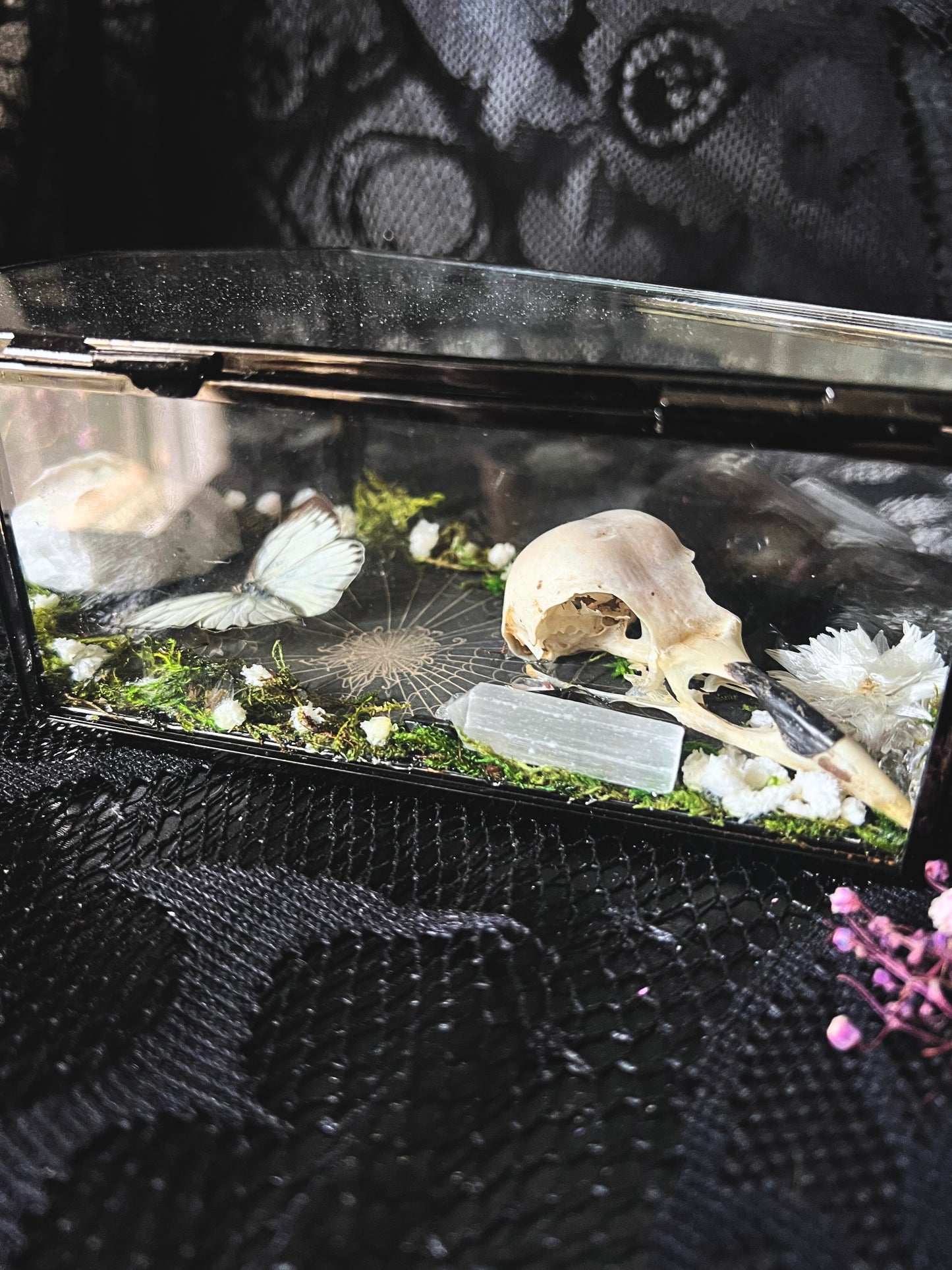 Eastern Albatross Butterfly (Appias Libythea Olferna) & Crow Skull (Corvus Corone) in Coffin Display