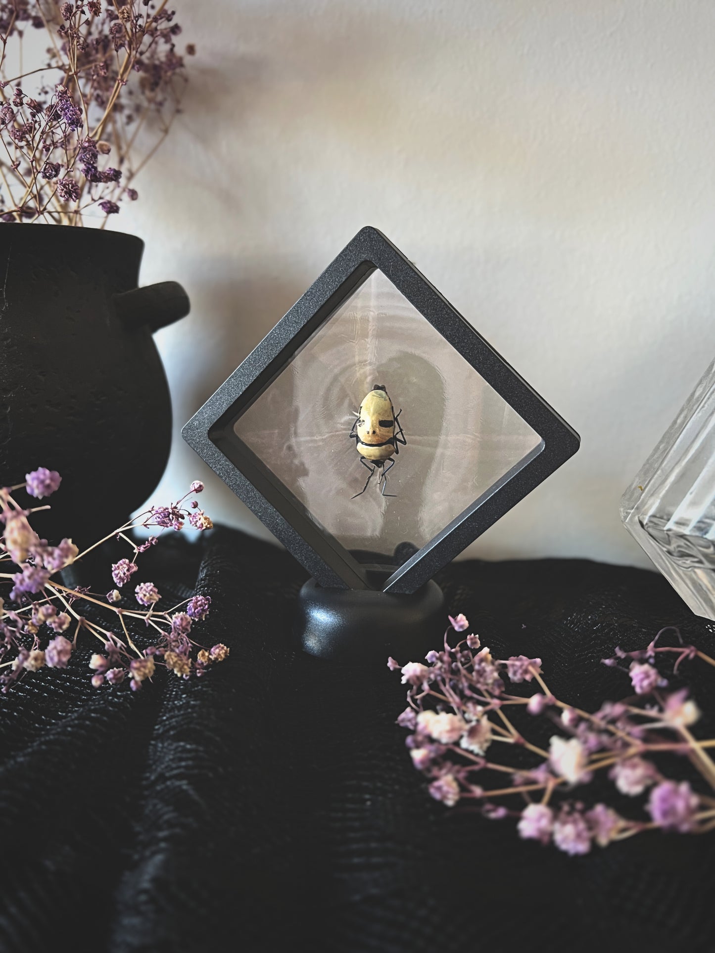 Death head bug in display case with dried flowers and a vase in the background