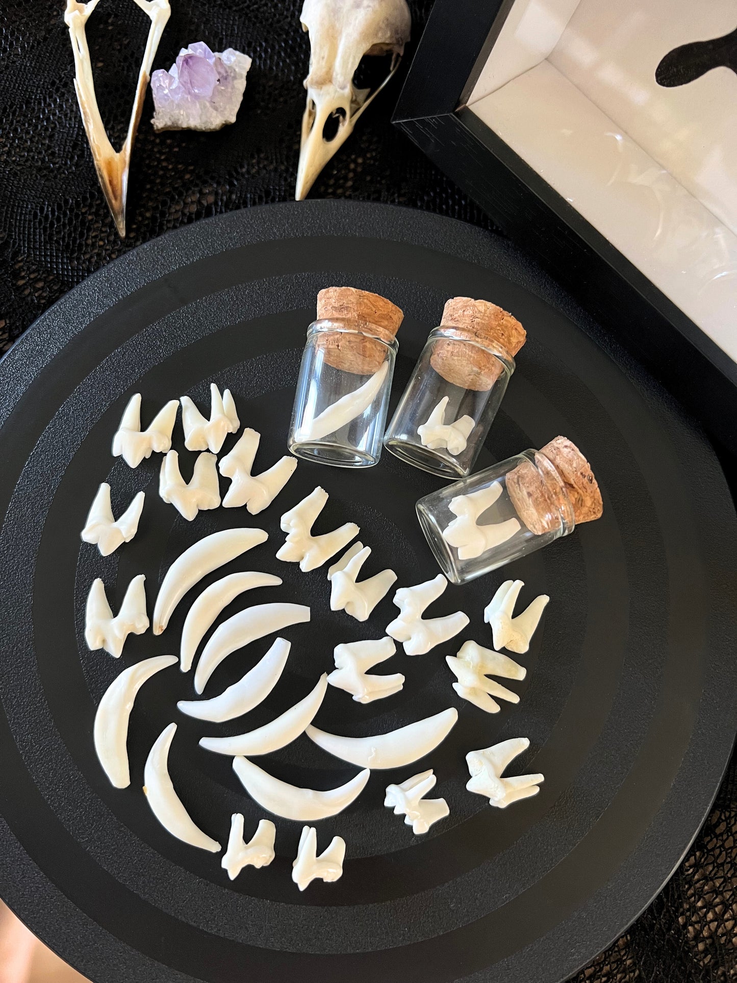 Small glass jars with cork lids containing fox teeth on a black surface with bones and crystals.