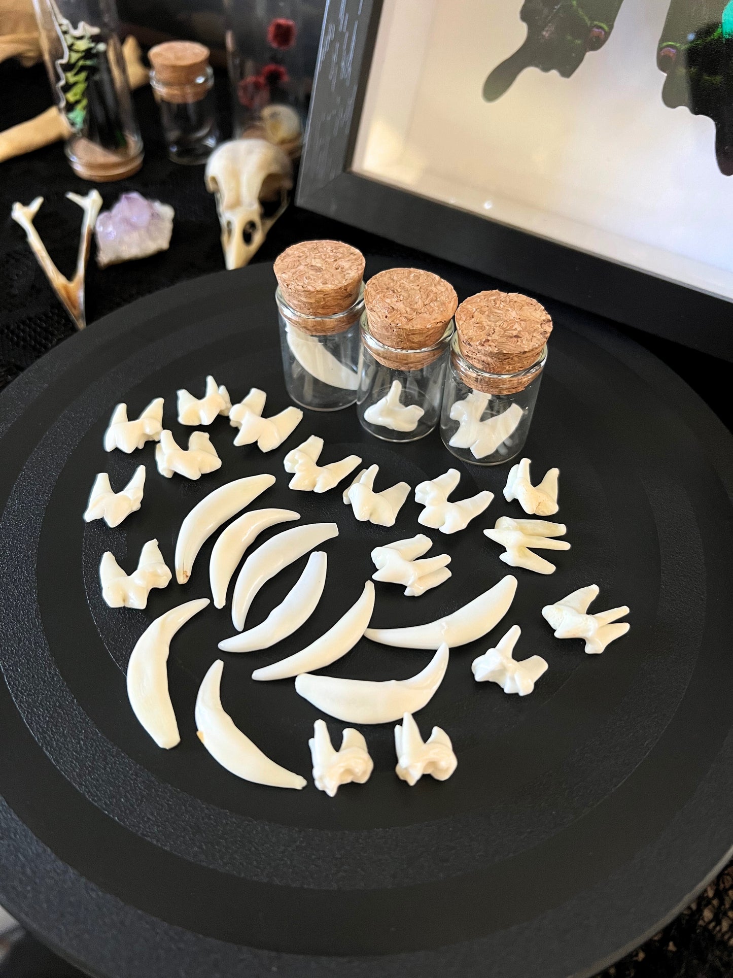 Fox teeth on a black surface with small glass jars and cork lids.
