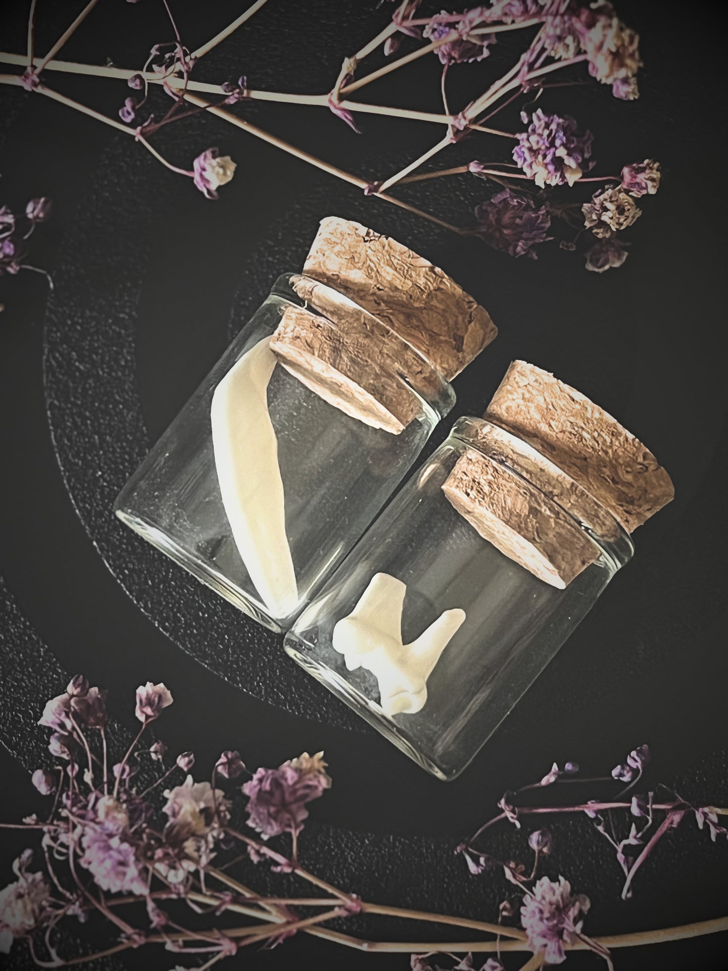 Two small glass jars with cork lids containing fox teeth on a dark background with dried flowers.