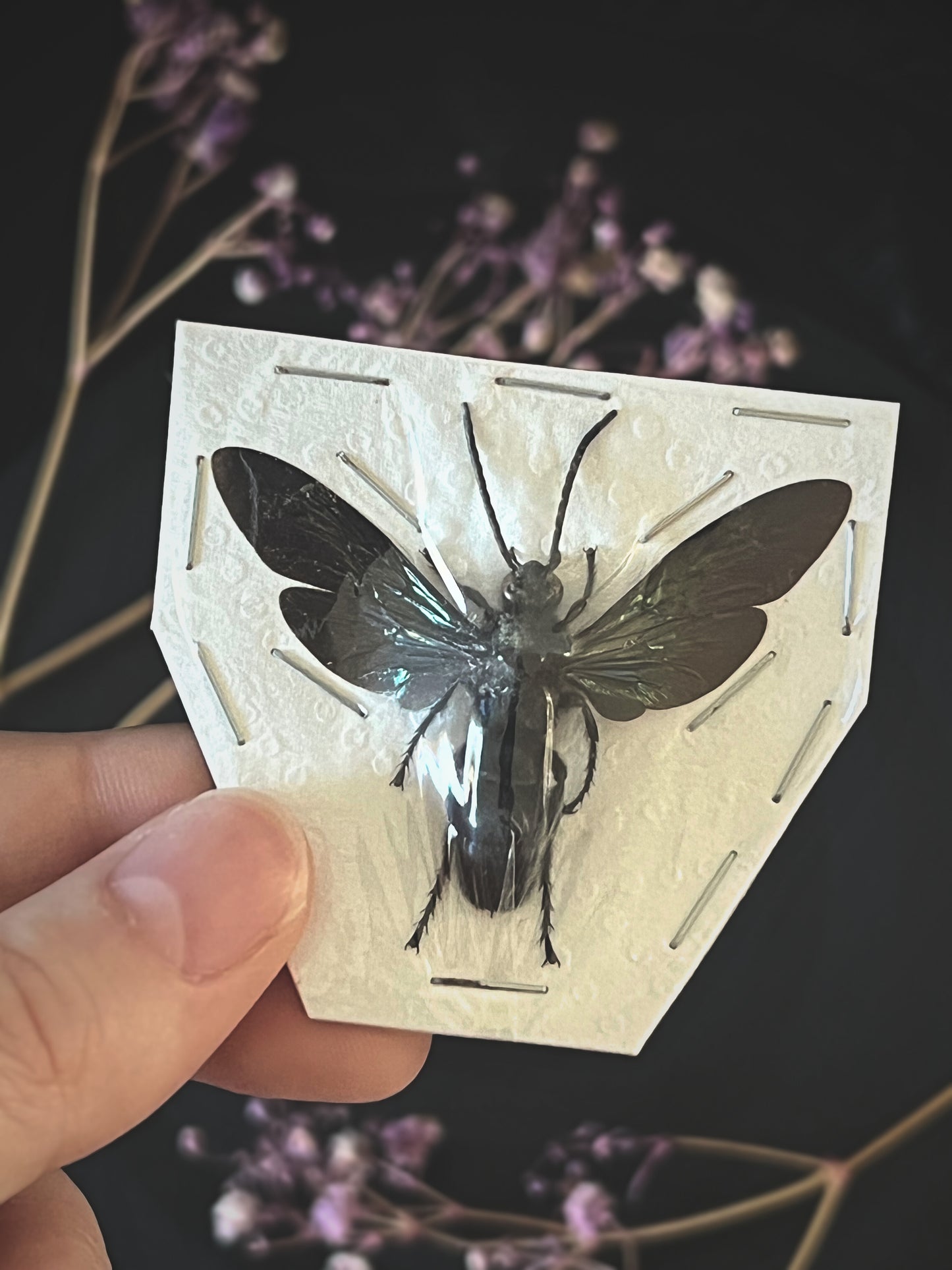 Giant Iridescent Hornet on a white card held by a hand with blurred purple flowers in the background