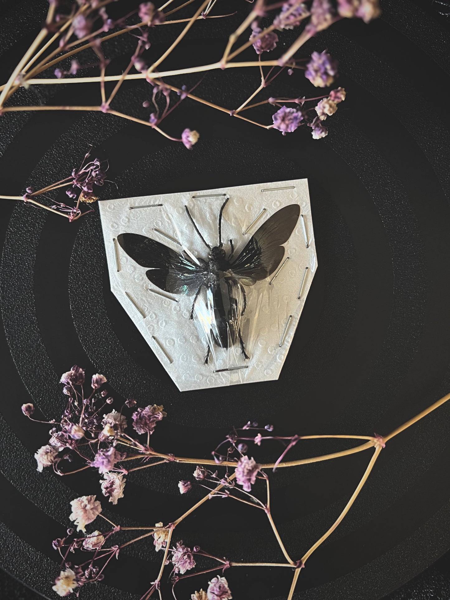 Giant Iridescent Hornet on a dark background with dried flowers