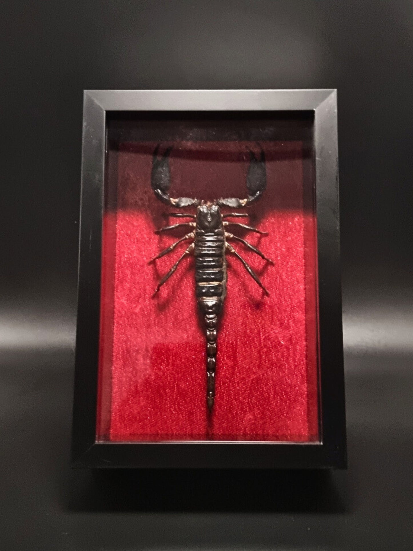 Asian Forest Scorpion (Heterometrus Spinifer) in Shadow Box Frame