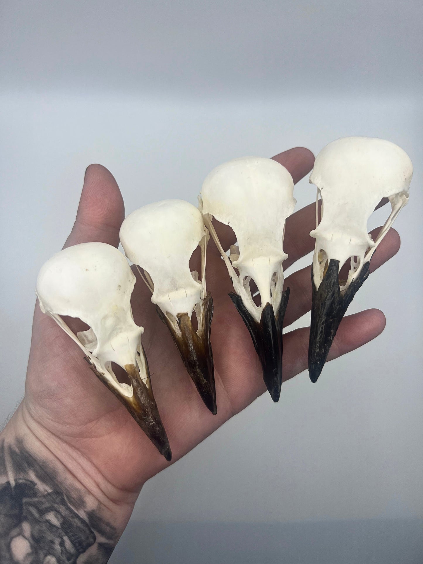 Complete Crow Skull | Corvus Corone | A Quality