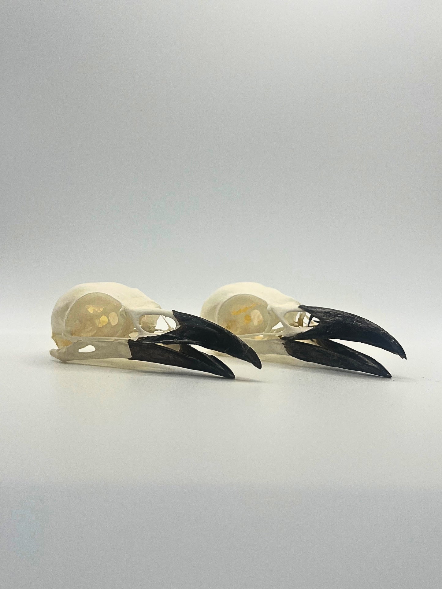 Complete Crow Skull | Corvus Corone | A Quality