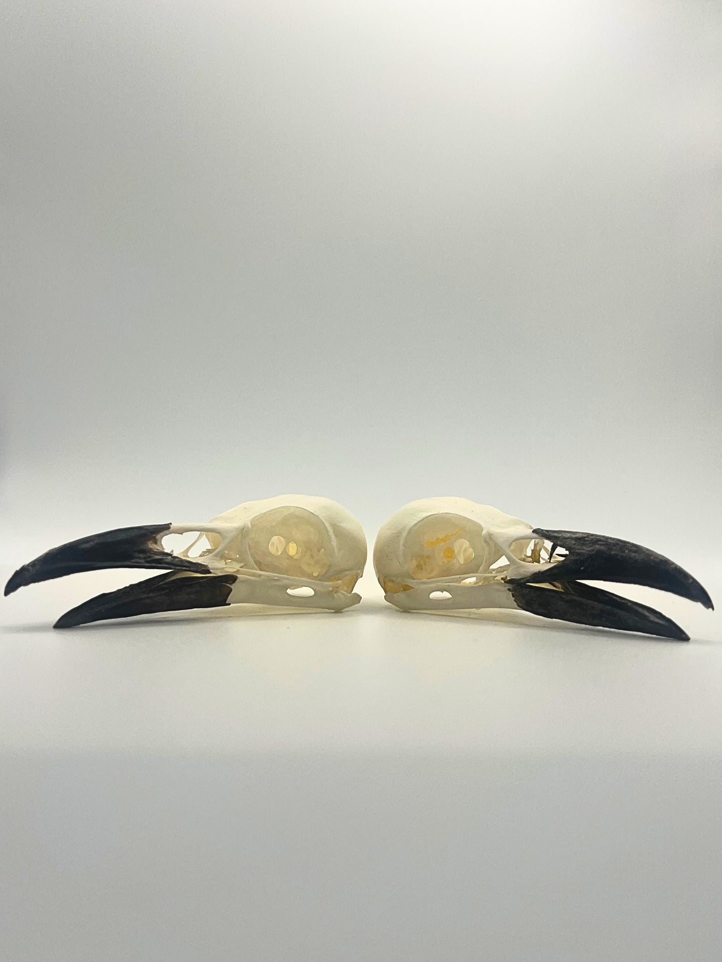 Complete Crow Skull | Corvus Corone | A Quality